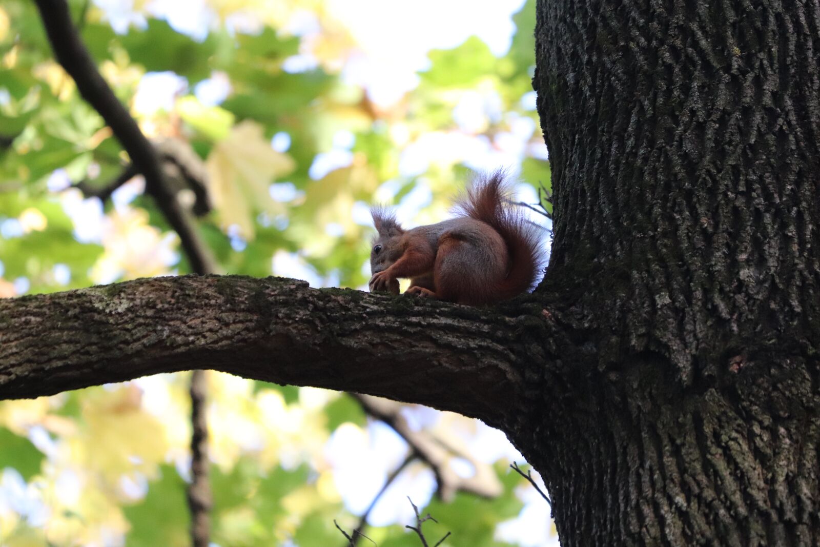Canon EF 70-300 F4-5.6 IS II USM sample photo. Squirrel, nuts, tree photography