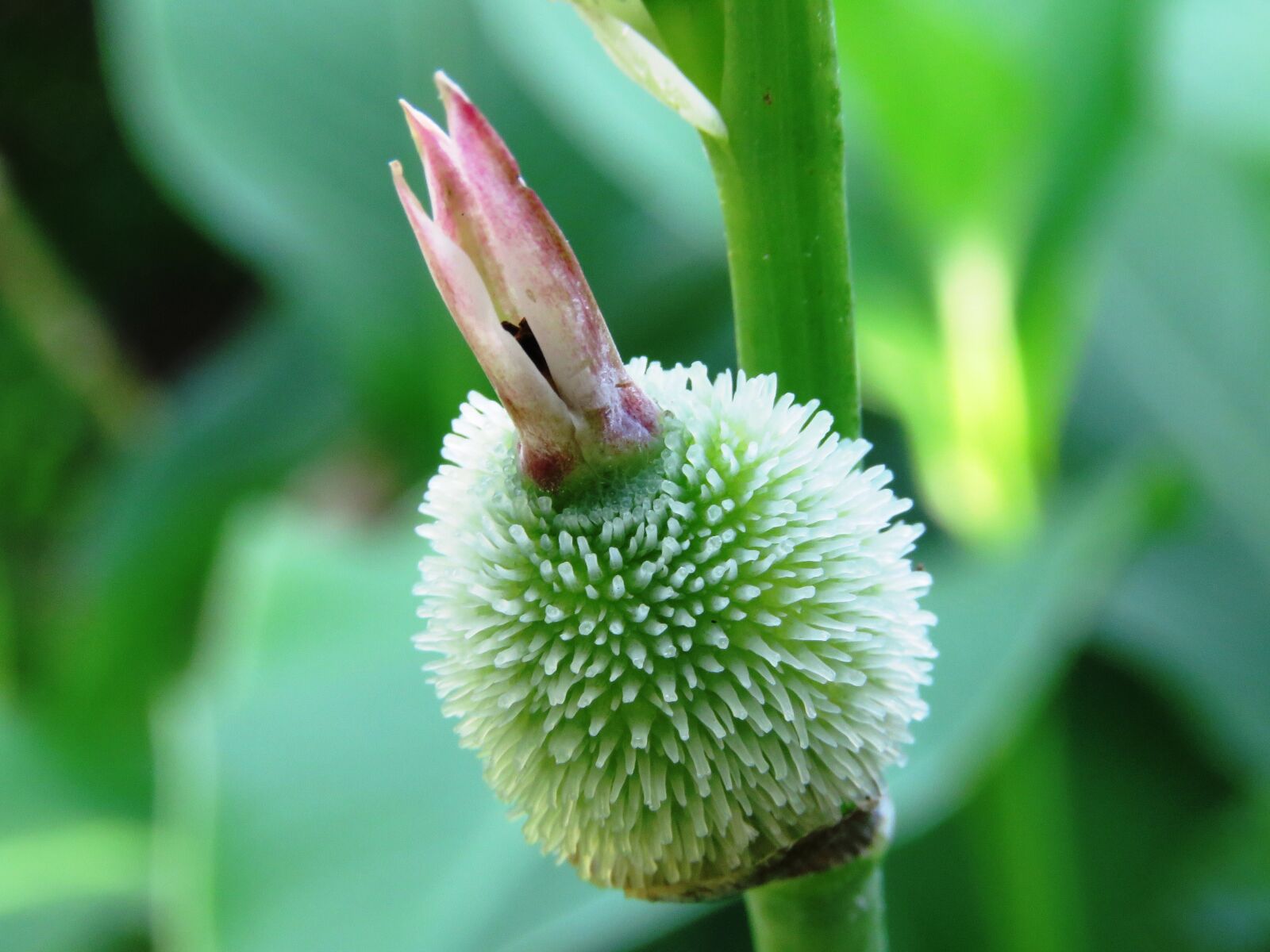 Canon PowerShot SX60 HS sample photo. Flower, green, macro photography