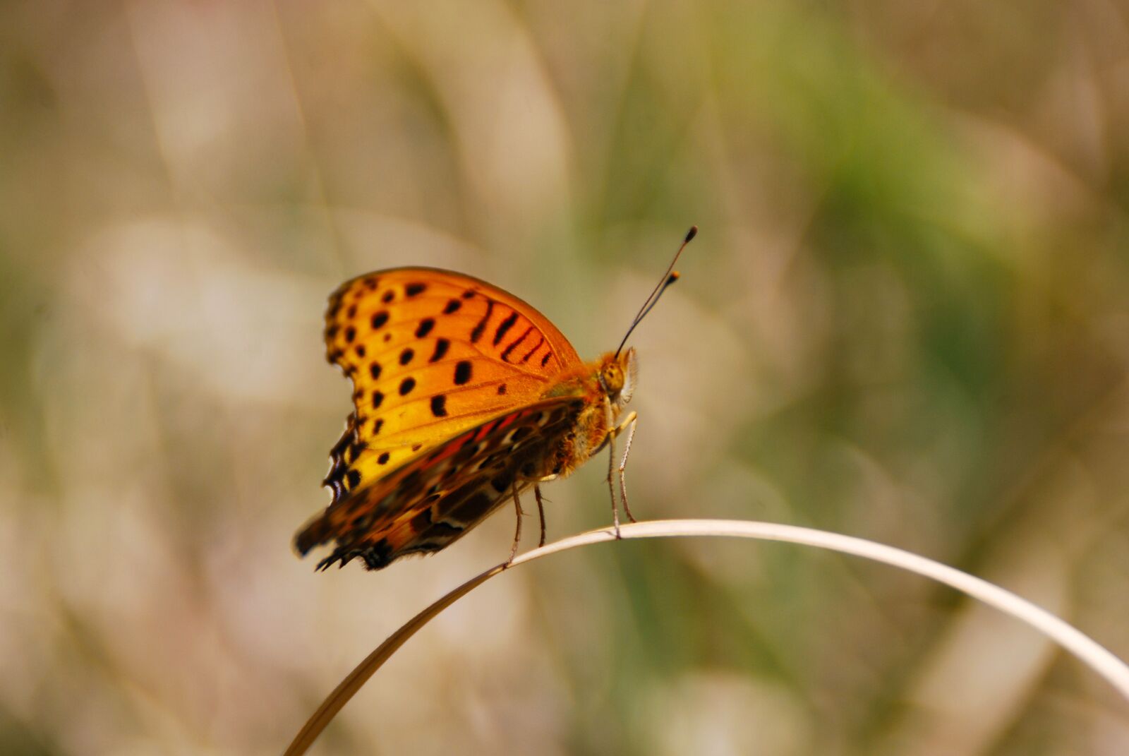 Nikon D40X sample photo. Butterfly, bug, insect photography