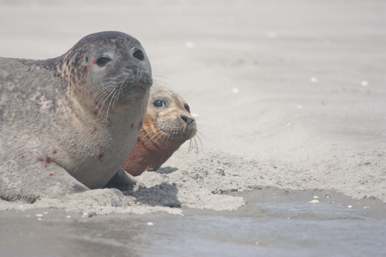Canon EOS 450D (EOS Rebel XSi / EOS Kiss X2) sample photo. Seals veaux marins, moult photography