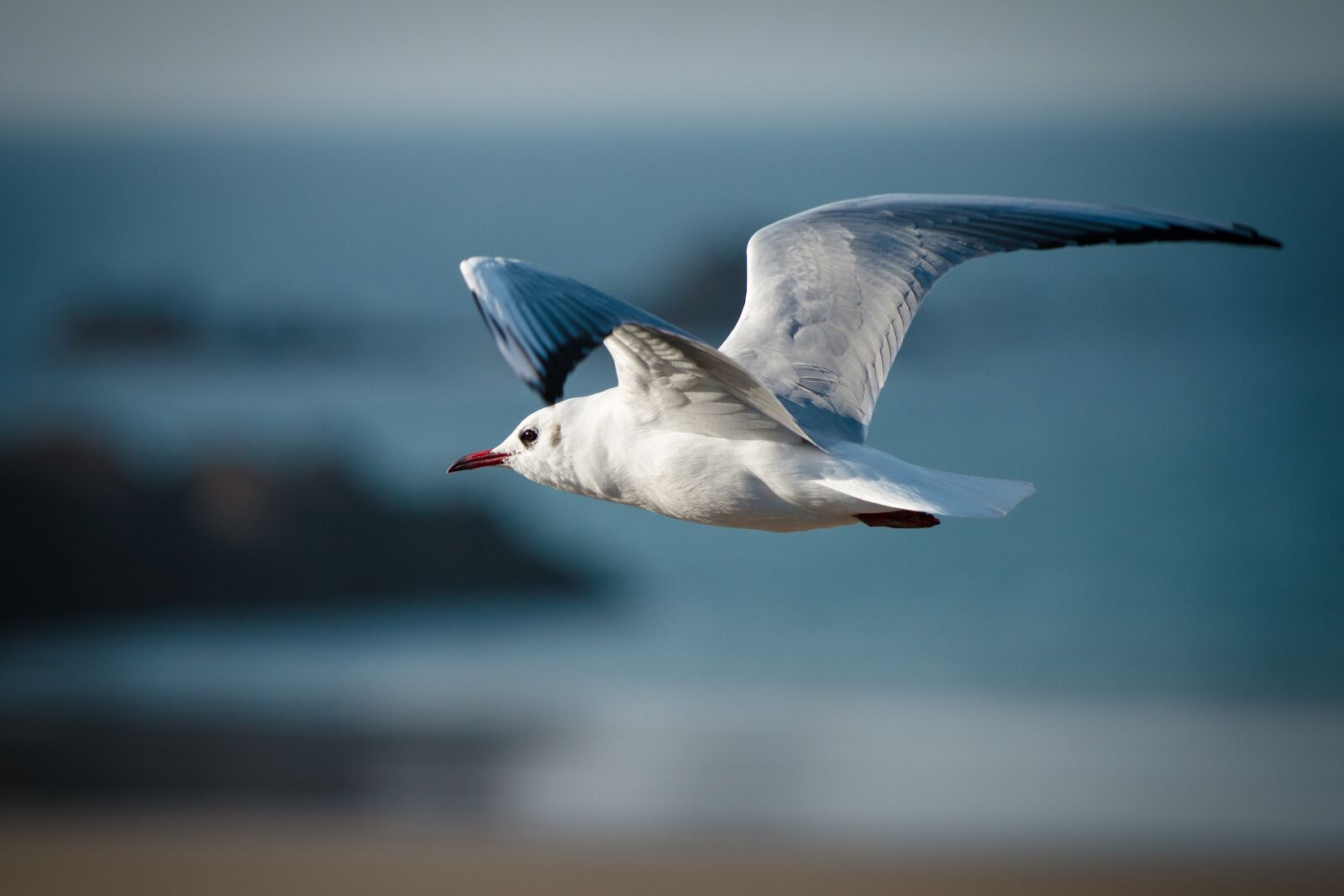 Canon EOS 7D + Canon EF 70-200mm F4L USM sample photo. Bird, nature, animal world photography