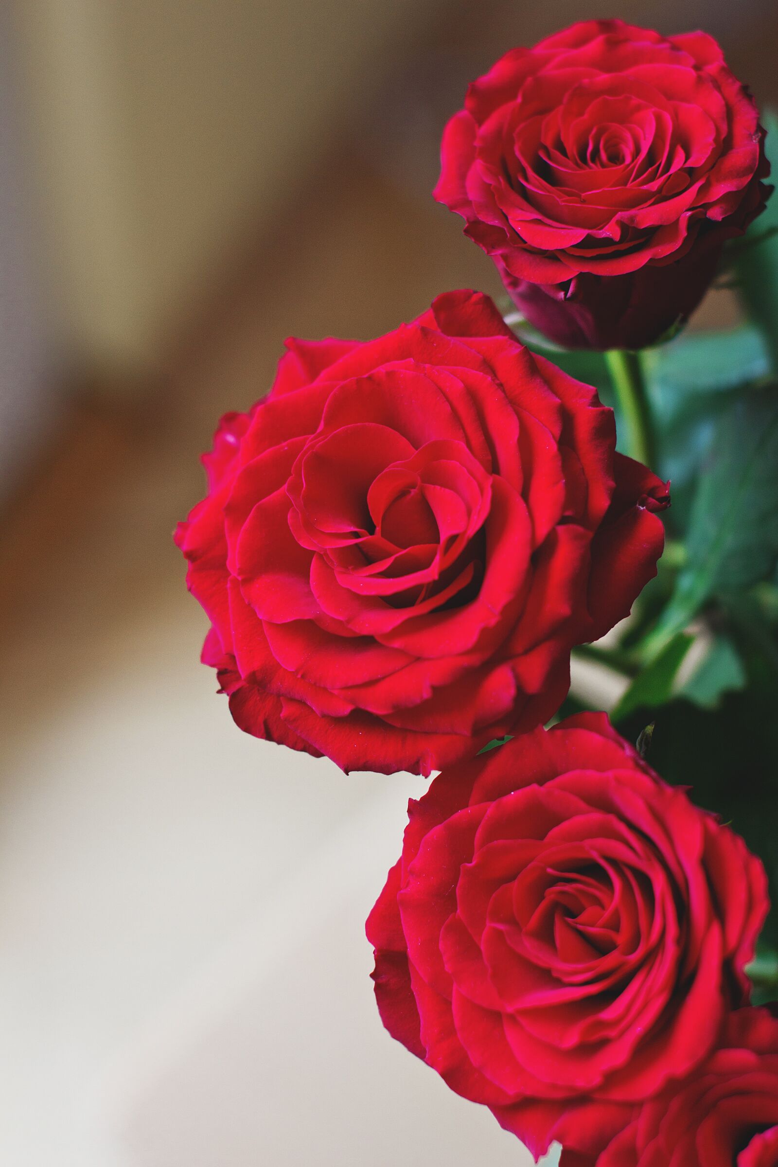 Canon EOS 60D sample photo. Nature, flowers, red photography