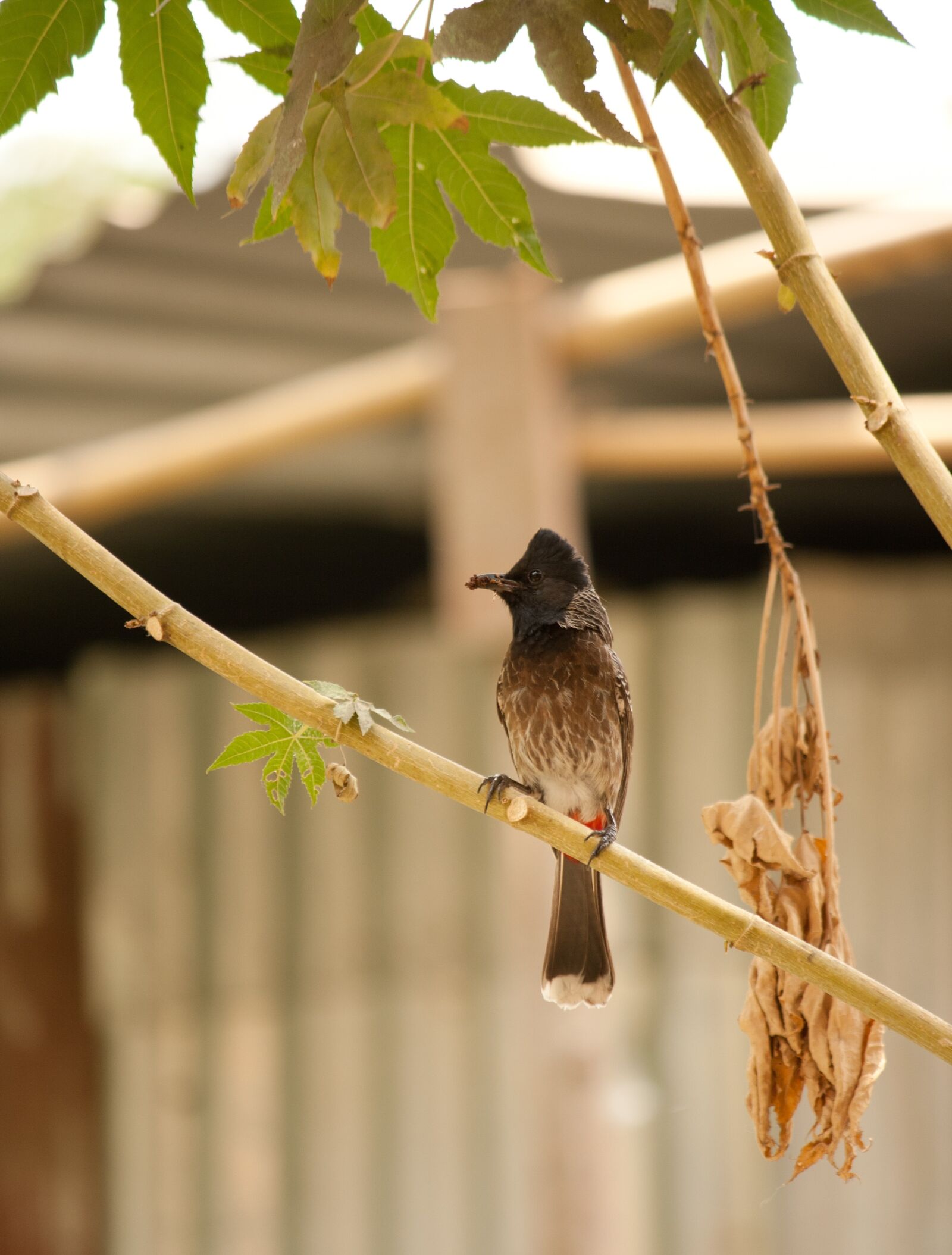 Canon EOS 1000D (EOS Digital Rebel XS / EOS Kiss F) sample photo. Bulbul, bird, red-vented photography