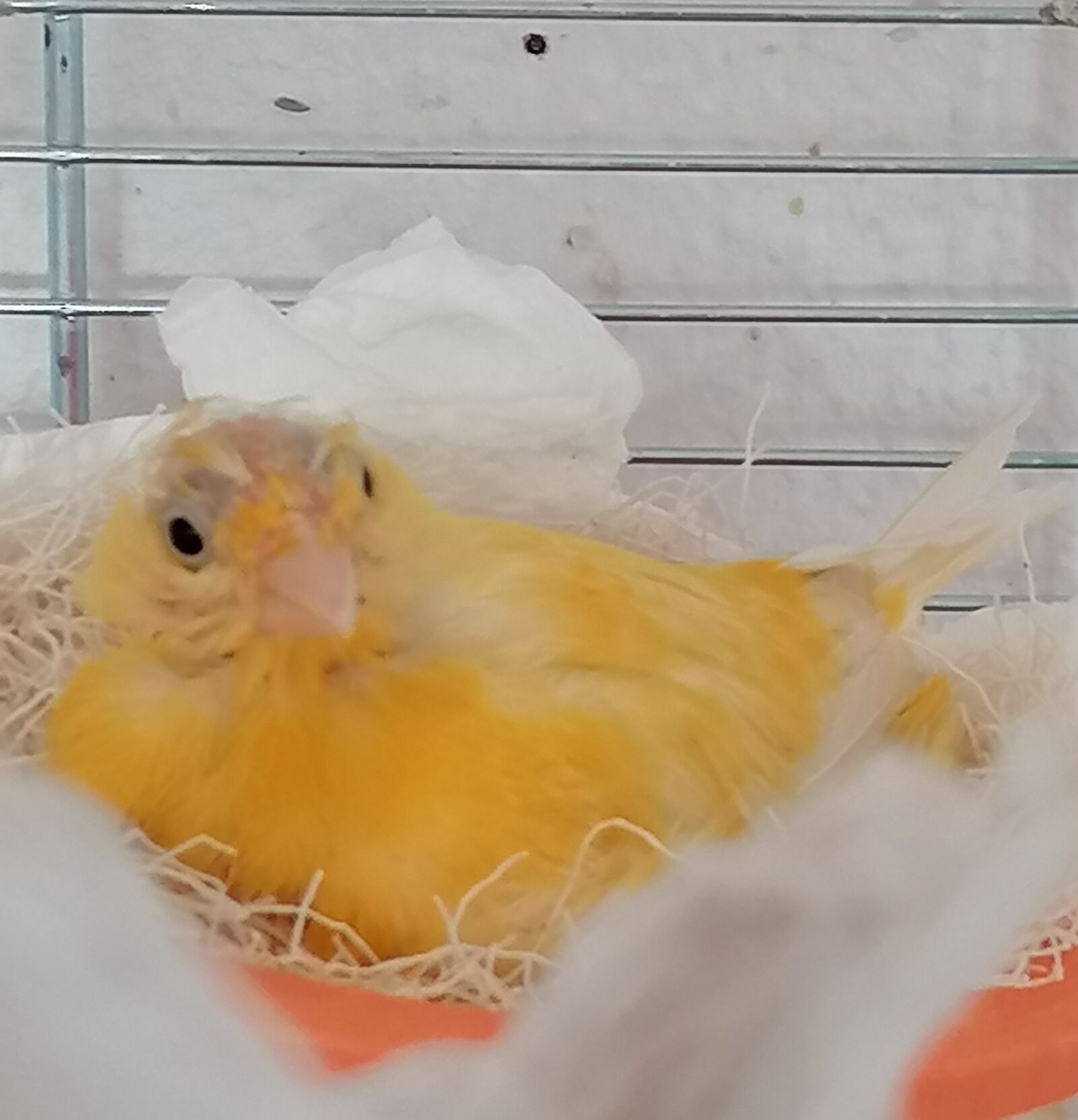 HUAWEI P30 LITE sample photo. A broody hen, canary photography