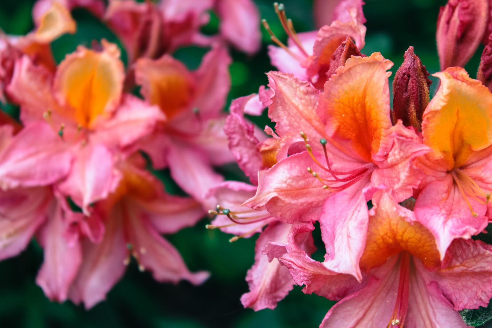 Canon EOS 1200D (EOS Rebel T5 / EOS Kiss X70 / EOS Hi) sample photo. Rhododendron, flower, nature photography