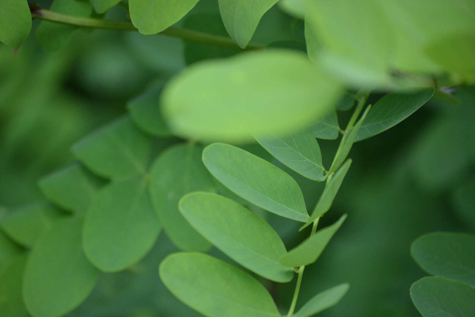 Nikon D3100 sample photo. Leaves, plant, green photography