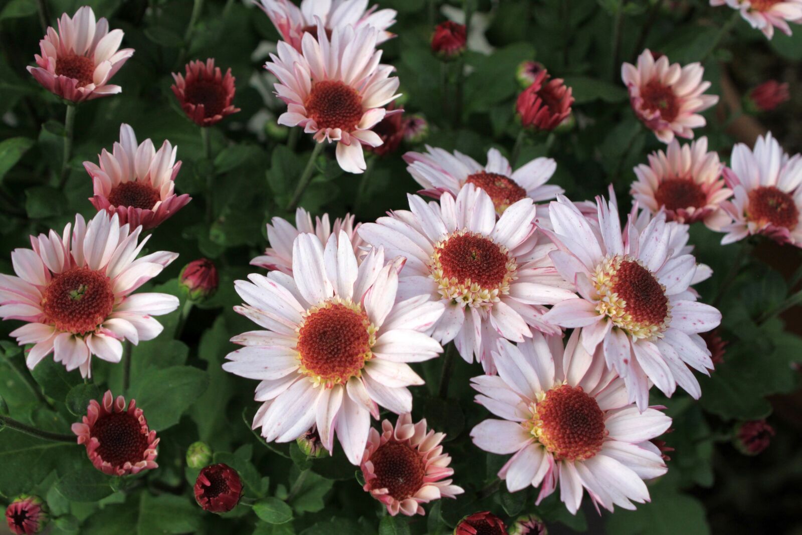 Canon EOS 50D sample photo. Pink flower, asteraceae, nature photography