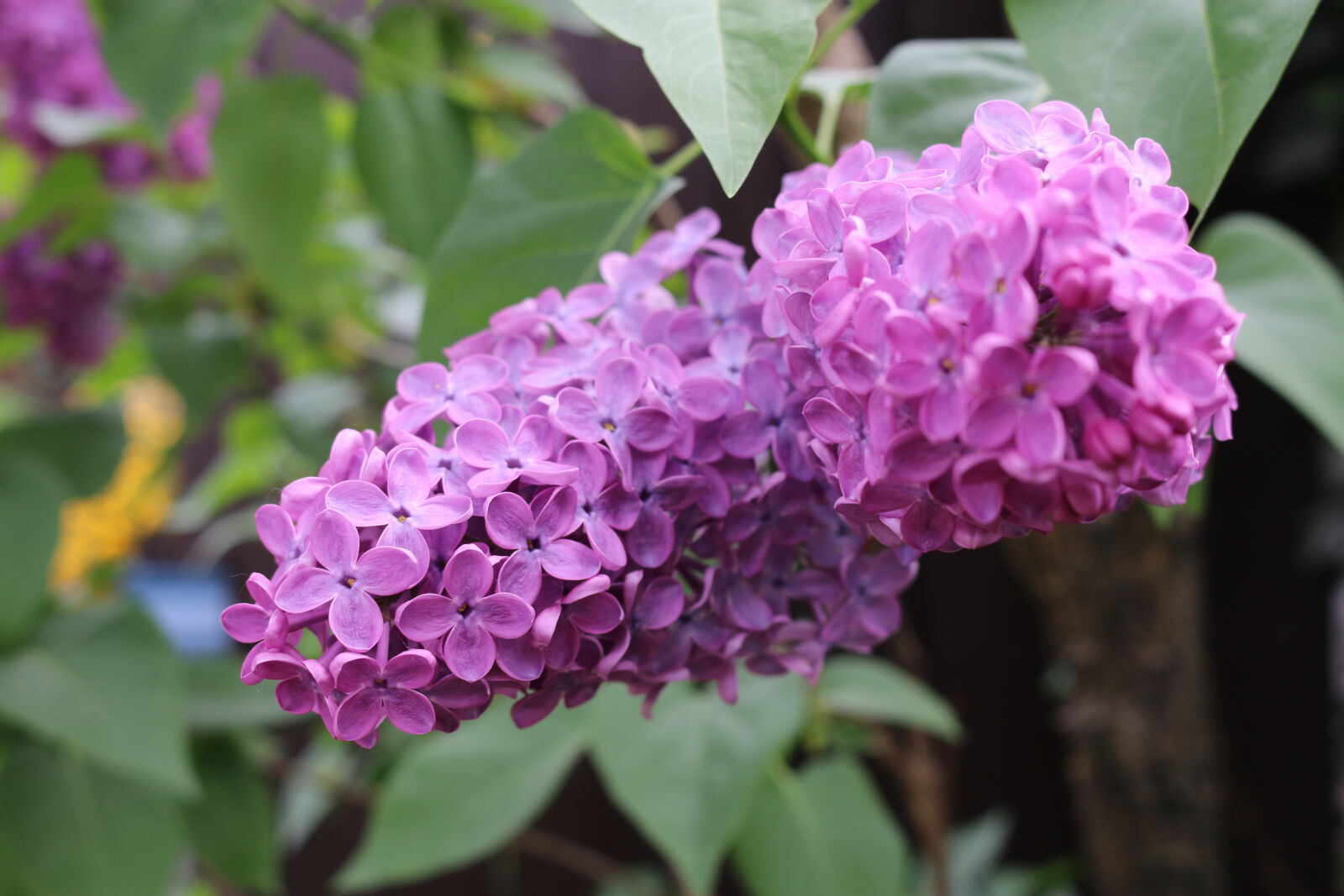 Canon EOS 70D sample photo. Flower, nature, plant, purple photography