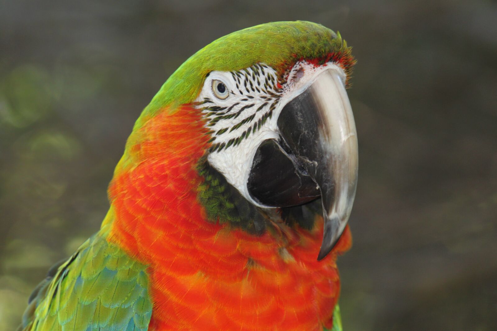 Canon EOS 500D (EOS Rebel T1i / EOS Kiss X3) sample photo. Birds, nature, pet photography