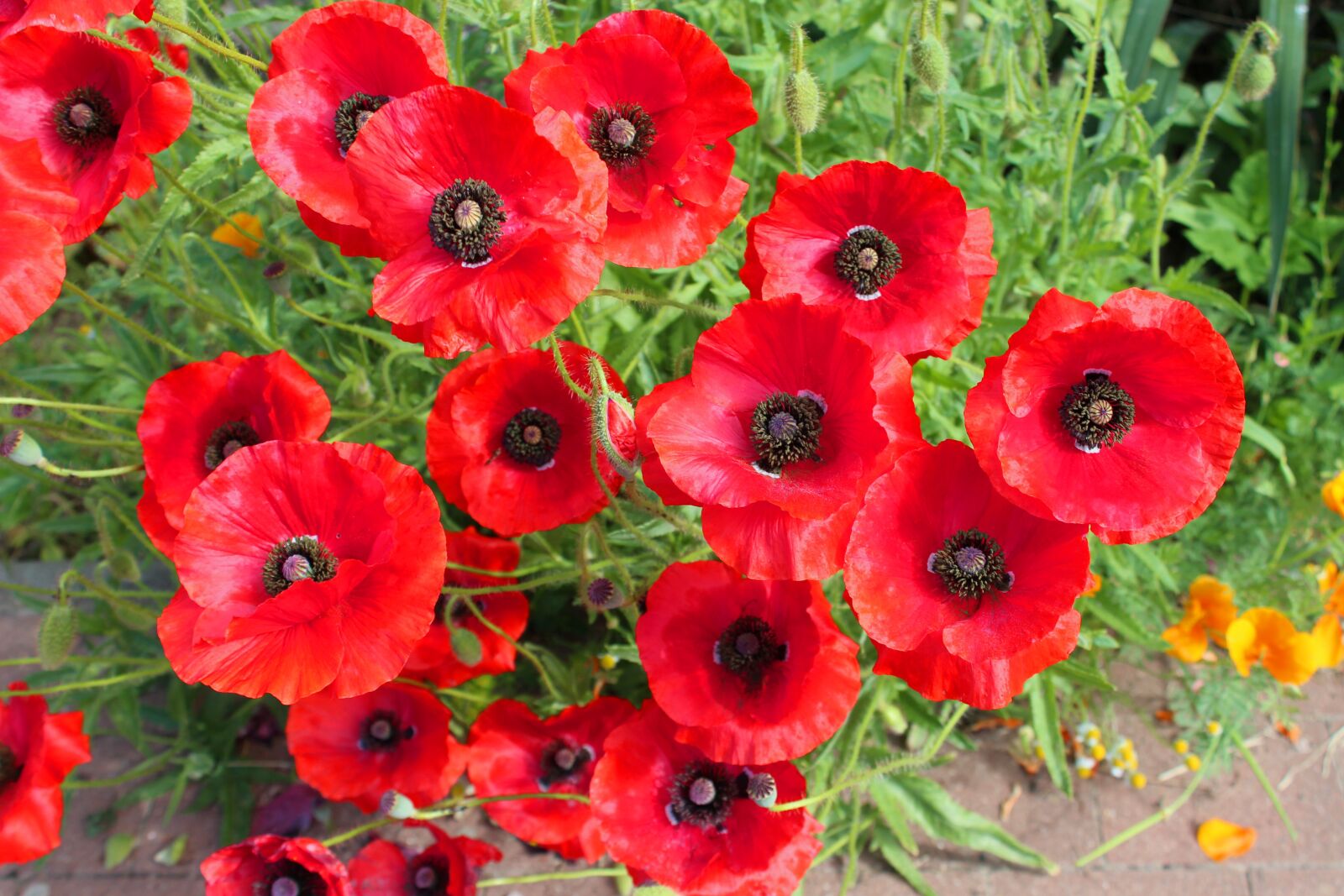 Canon EOS 600D (Rebel EOS T3i / EOS Kiss X5) sample photo. Poppy, flowers, red photography