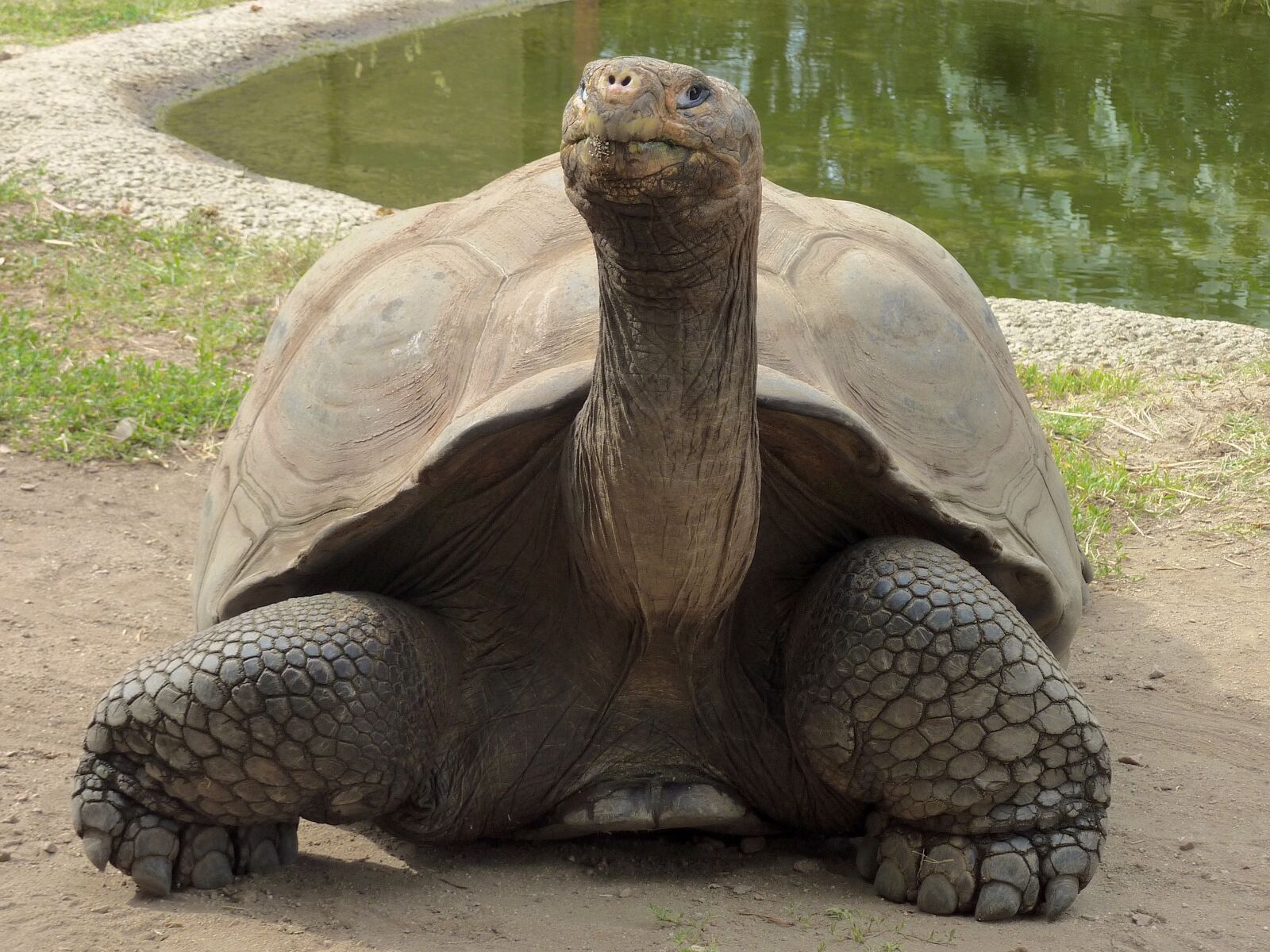 Panasonic DMC-TZ7 sample photo. Giant tortoise, upright, from photography
