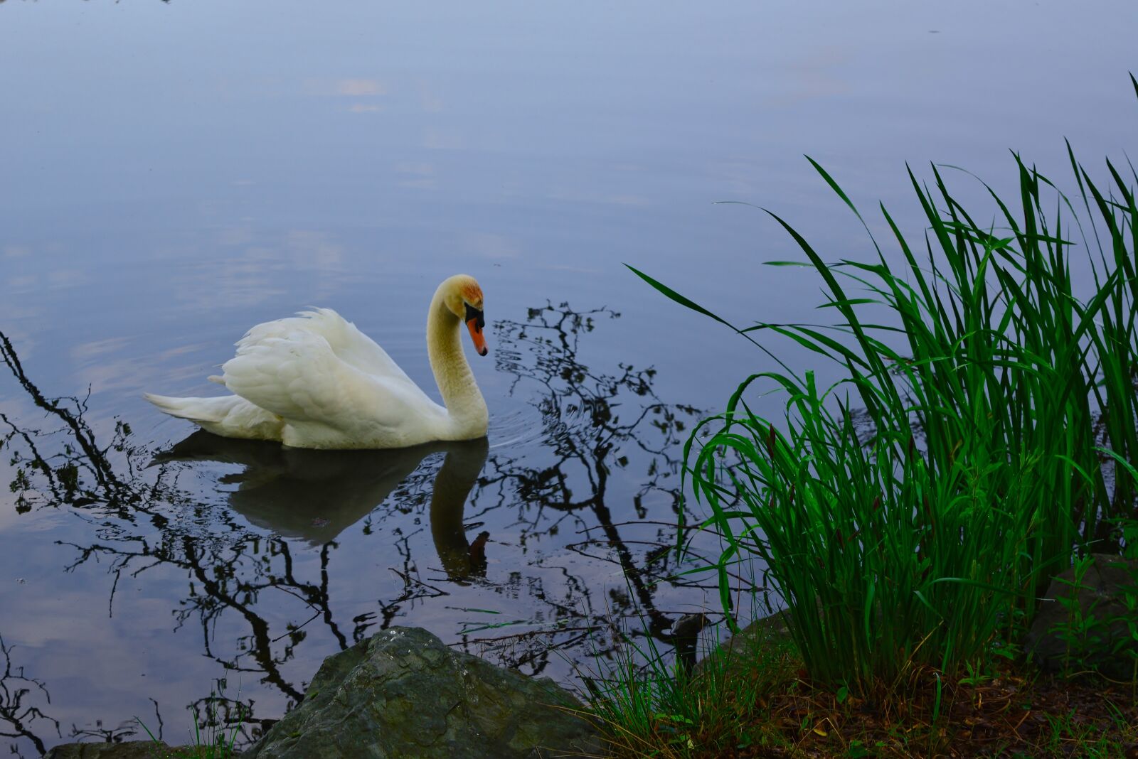 Nikon D5200 sample photo. Swan, park lake, sunset photography