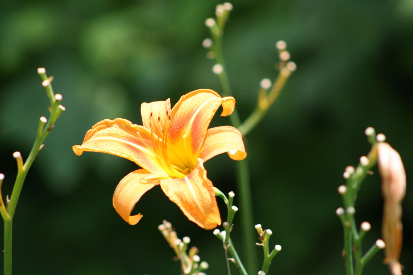 Canon EOS 1000D (EOS Digital Rebel XS / EOS Kiss F) sample photo. Lily, wild, orange photography