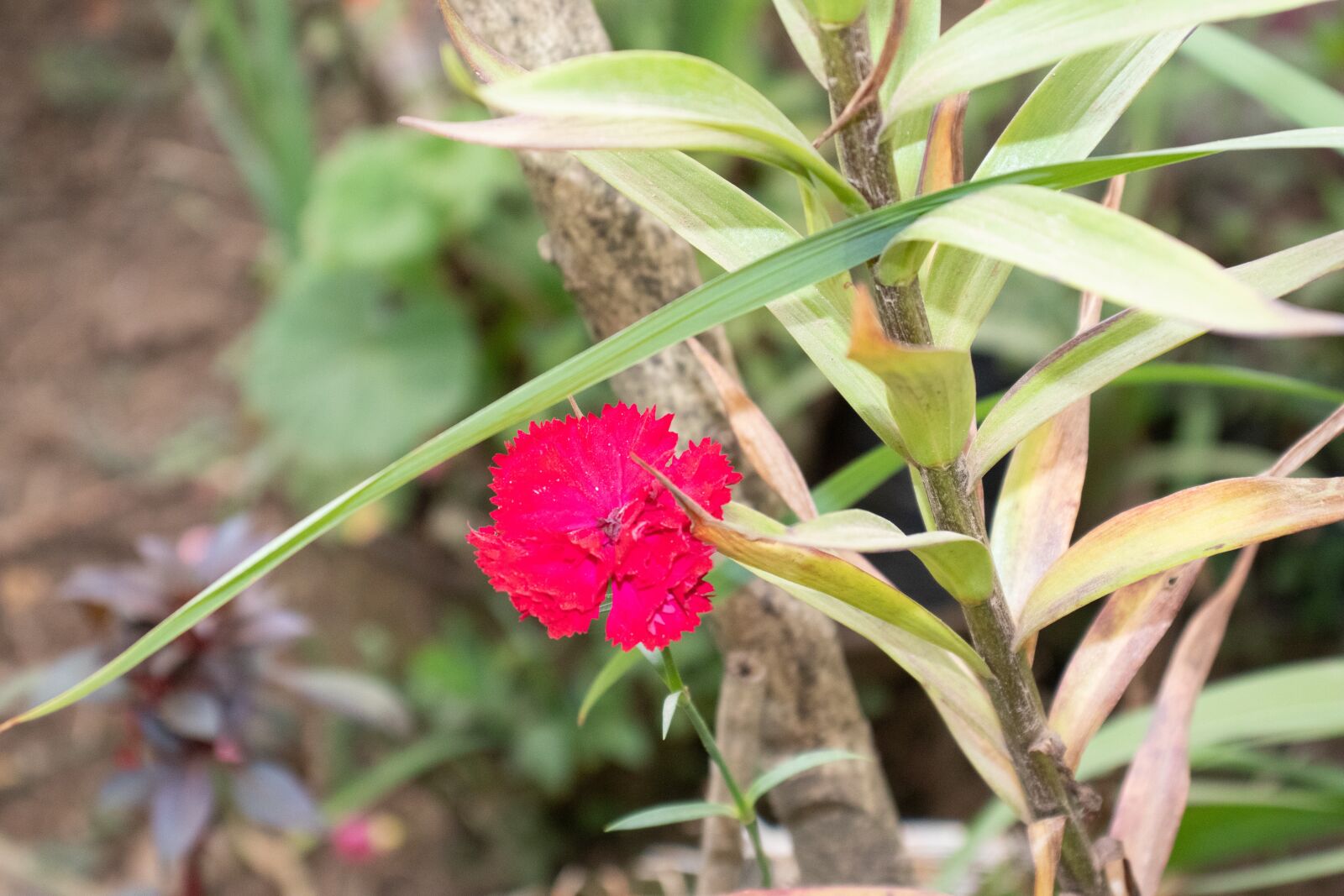 Canon EOS 800D (EOS Rebel T7i / EOS Kiss X9i) sample photo. Flower, nature, summer photography