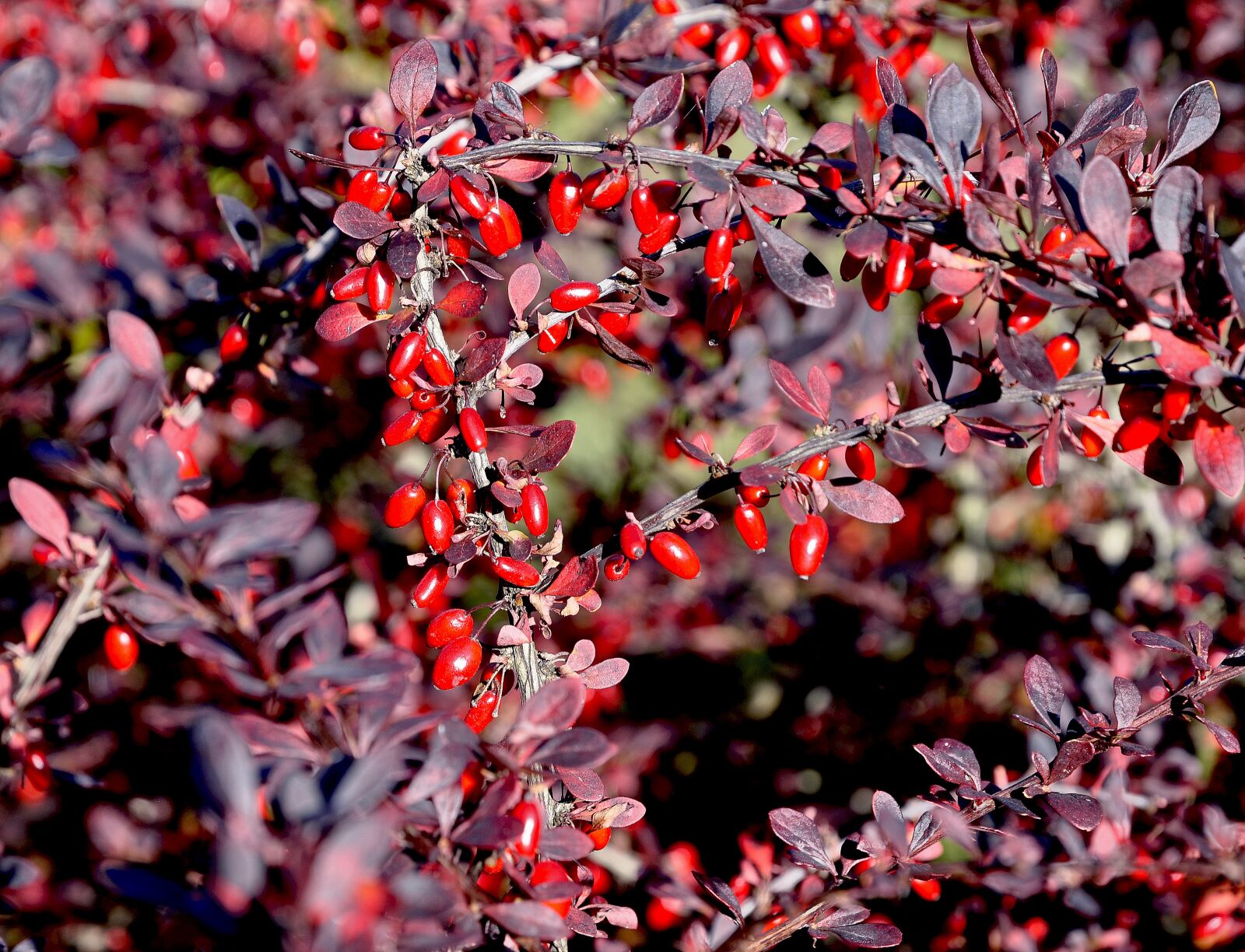 Nikon D90 sample photo. Barberry, autumn, nature photography