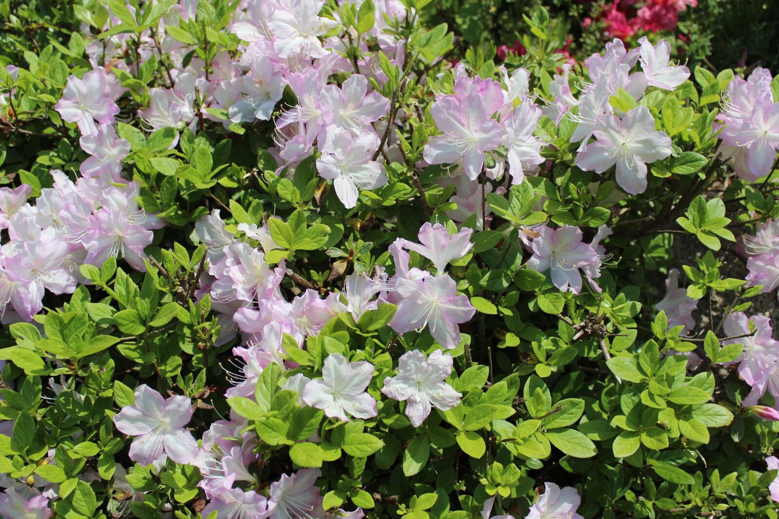 Canon EOS 600D (Rebel EOS T3i / EOS Kiss X5) sample photo. Flowers, spring photography