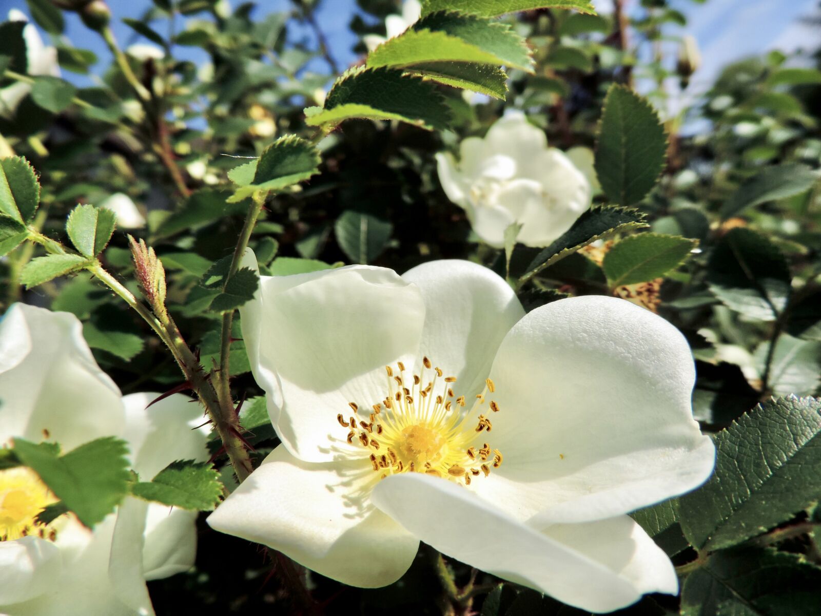 Nikon Coolpix P520 sample photo. Rosa pimpinellifolia, dunes rose photography