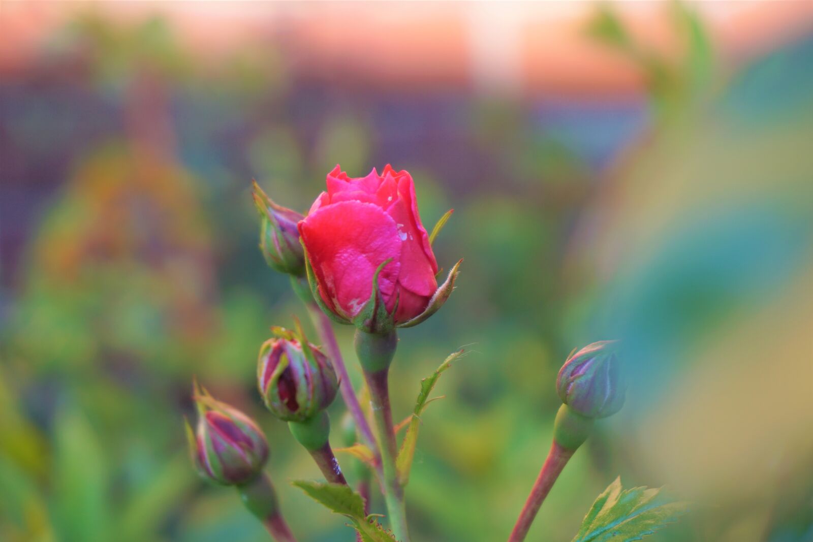 Sony a6000 sample photo. Rose, bud, grow photography