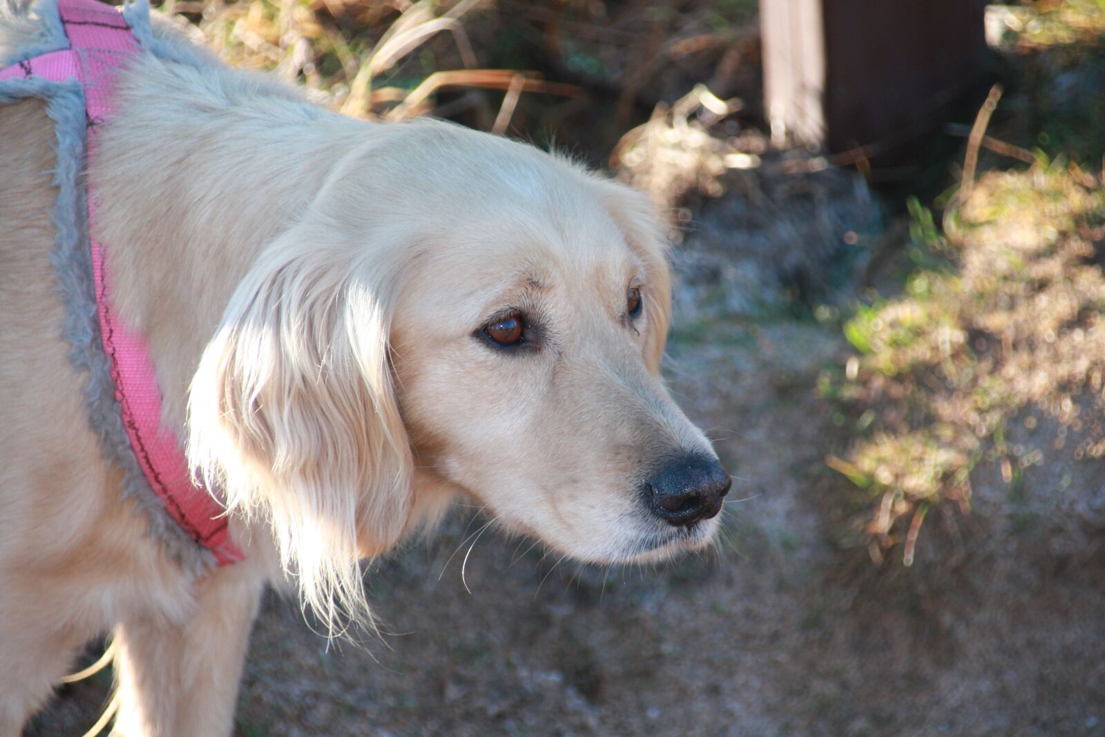 Canon EOS 450D (EOS Rebel XSi / EOS Kiss X2) sample photo. Dog, alert, harness photography