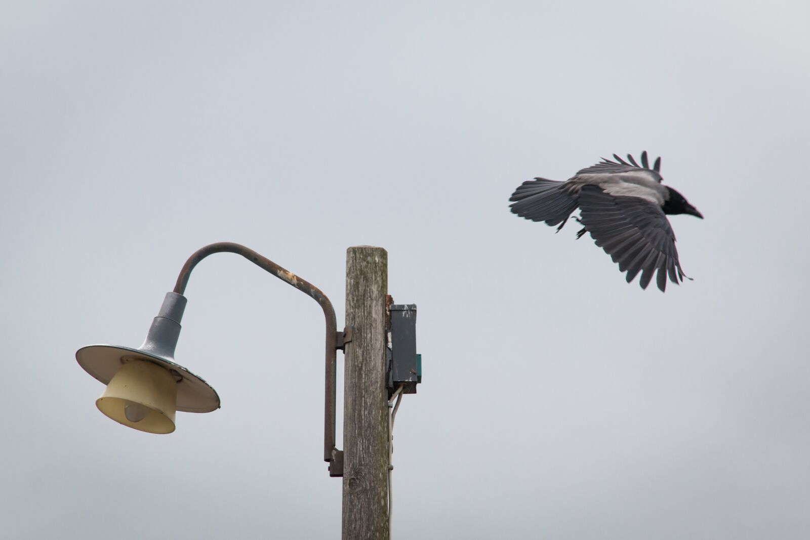 Canon EF-S 15-85mm F3.5-5.6 IS USM sample photo. Crow, bird, the lamppost photography