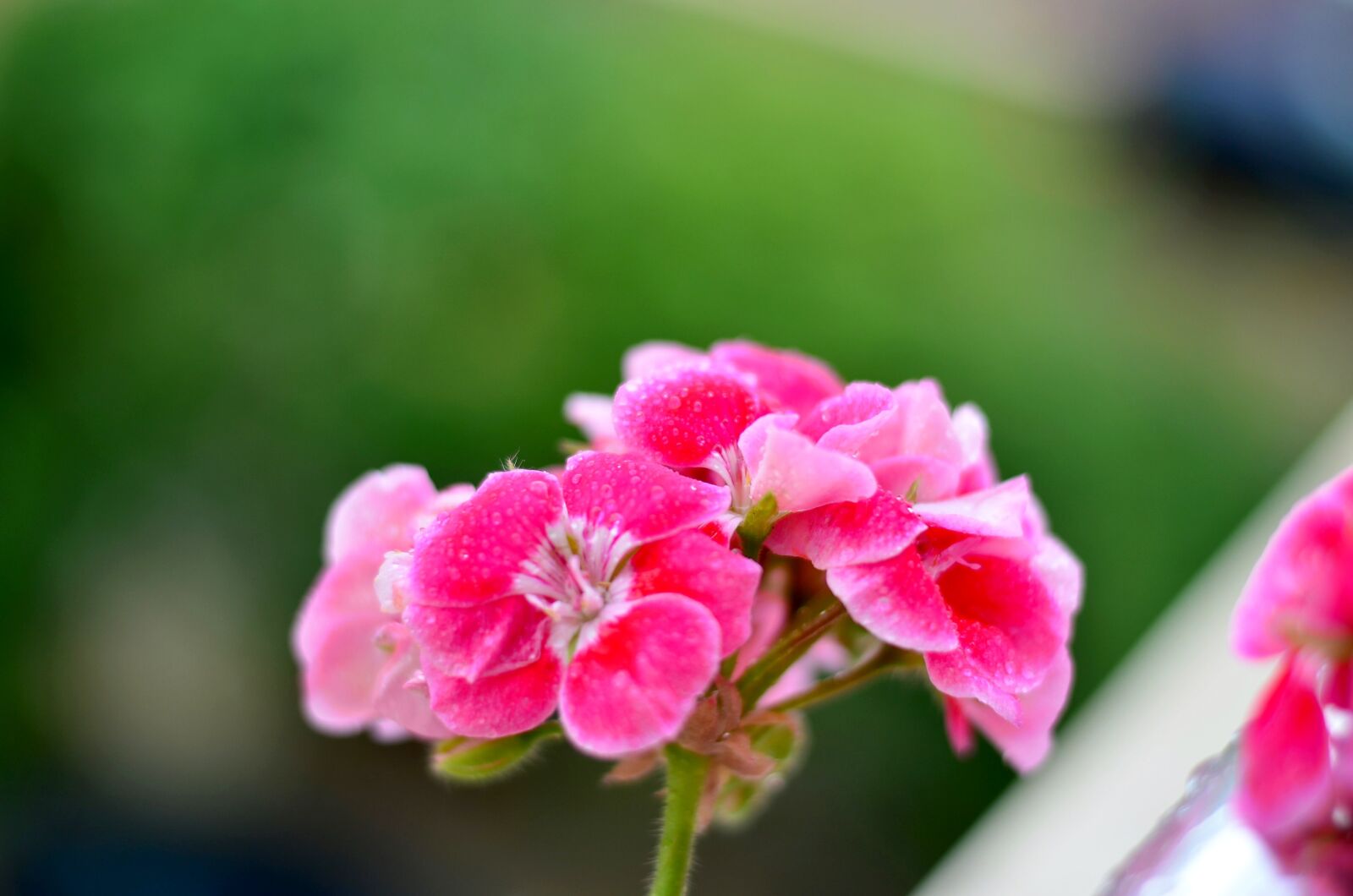 Nikon D5100 sample photo. Flower, green, plant photography