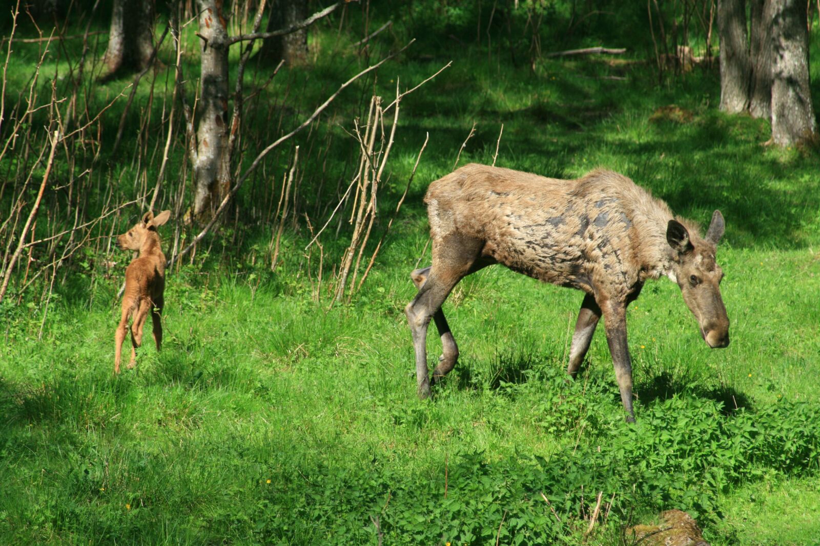 Canon EOS 400D (EOS Digital Rebel XTi / EOS Kiss Digital X) sample photo. Moose calf, wild animal photography