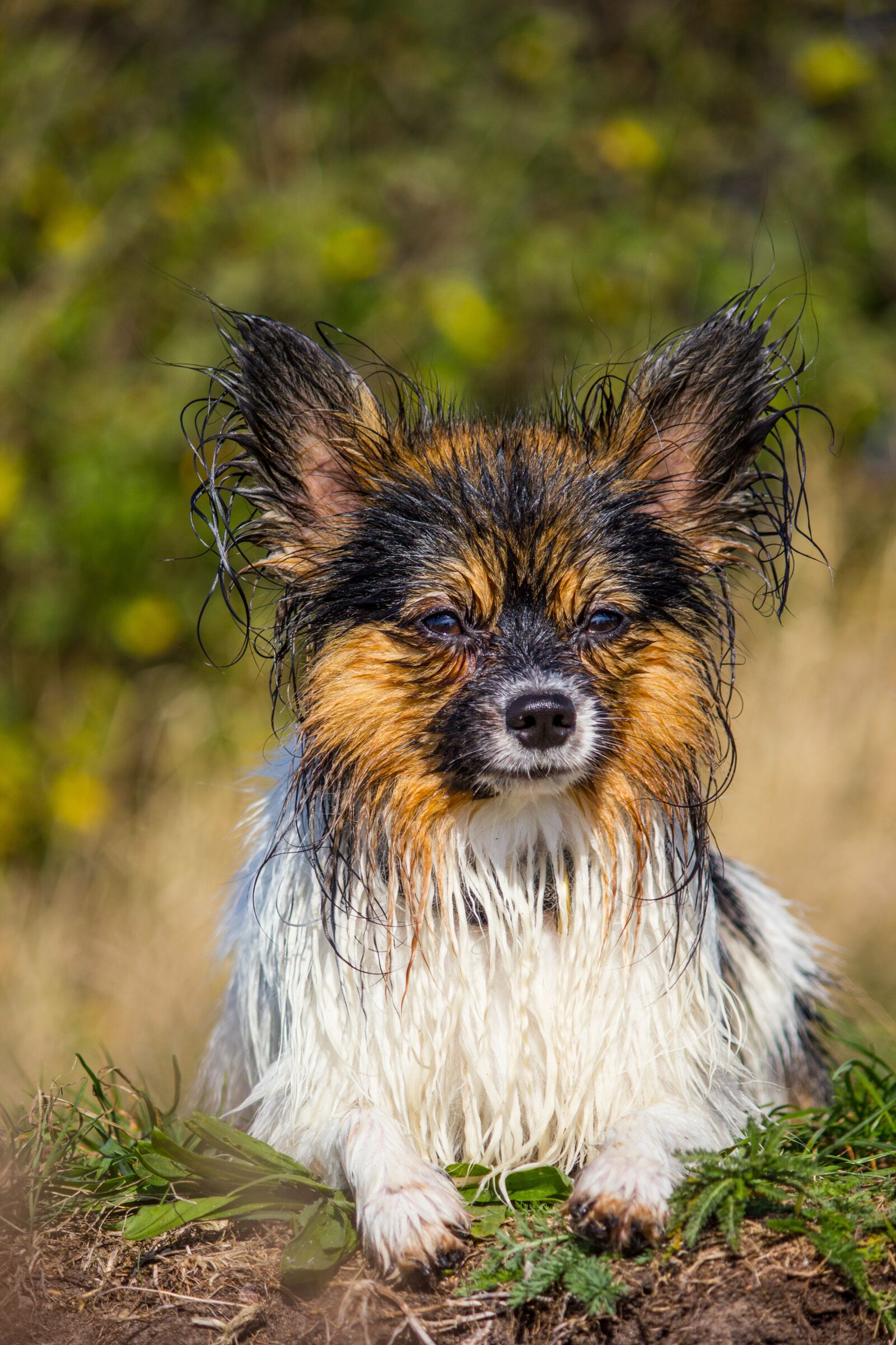 Canon EF-S 55-250mm F4-5.6 IS sample photo. Papillon, small dog, wet photography