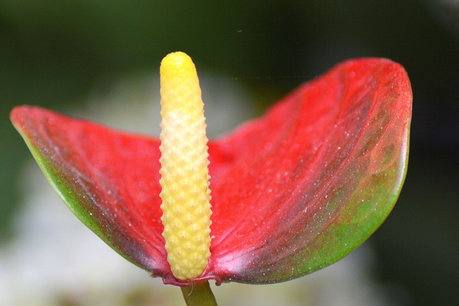 Nikon D3200 sample photo. Anthurium, blossom, bloom photography