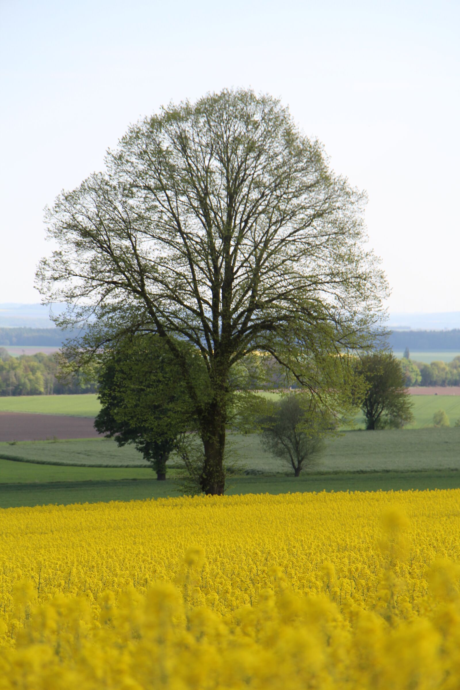 Canon EOS 1200D (EOS Rebel T5 / EOS Kiss X70 / EOS Hi) + Canon EF-S 18-135mm F3.5-5.6 IS STM sample photo. Oilseed rape, yellow, tree photography