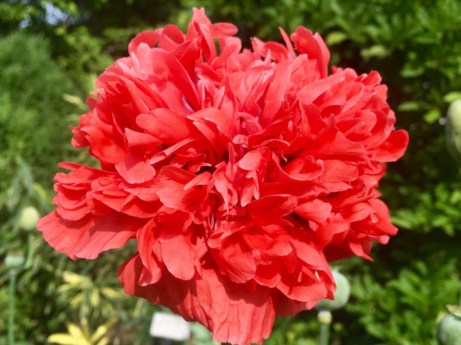 Apple iPhone 6 sample photo. Red, flower, garden photography
