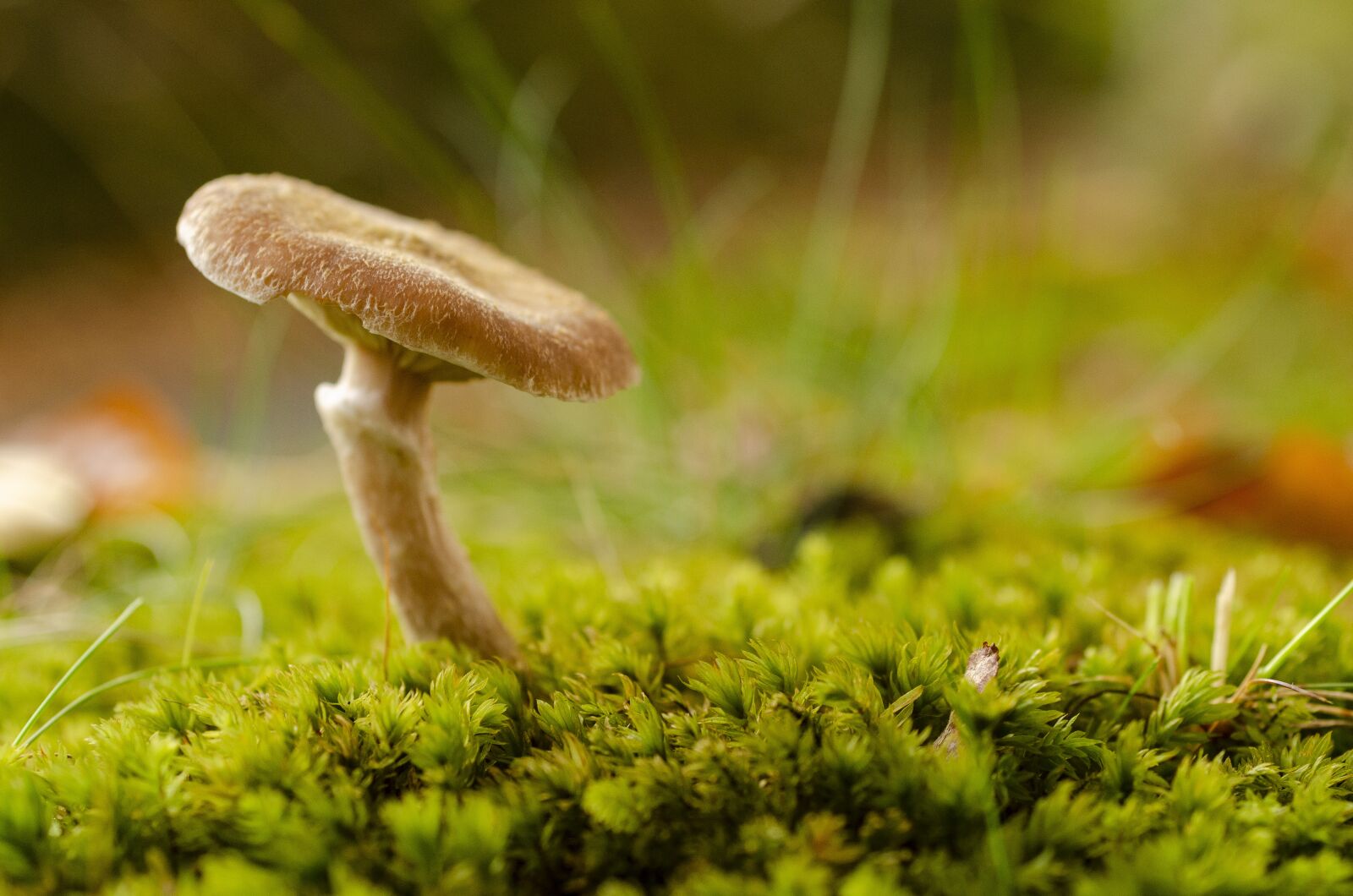 Nikon D7000 sample photo. Fungus, fall, leaf photography