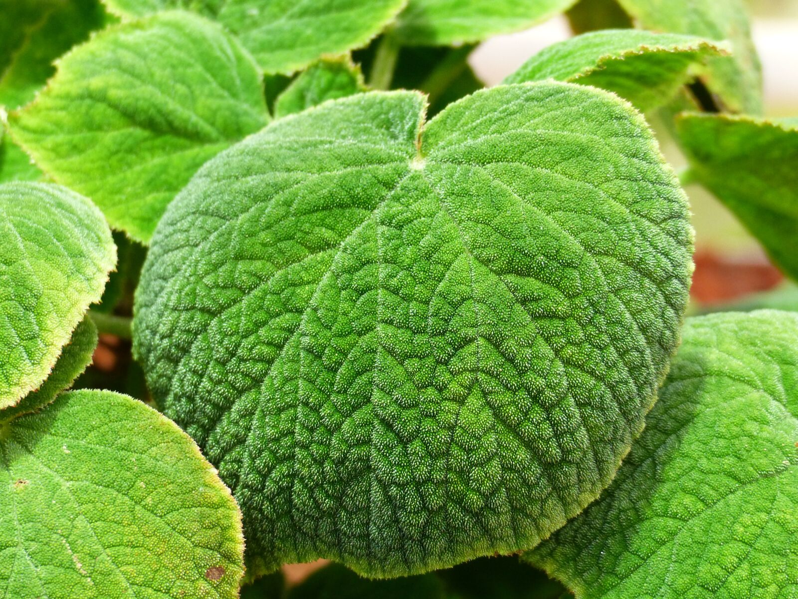 Panasonic Lumix DMC-FZ200 sample photo. Leaf, plant, green photography