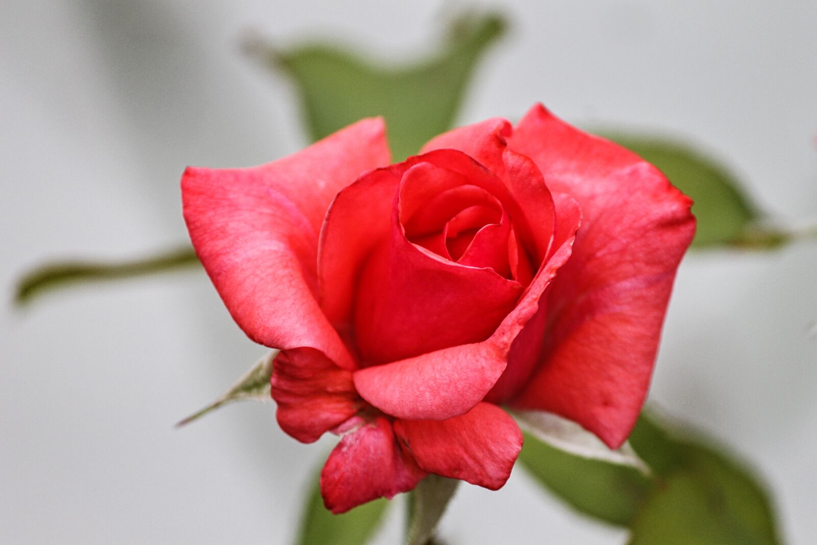 Canon EOS 1100D (EOS Rebel T3 / EOS Kiss X50) sample photo. Rose, pink, red photography