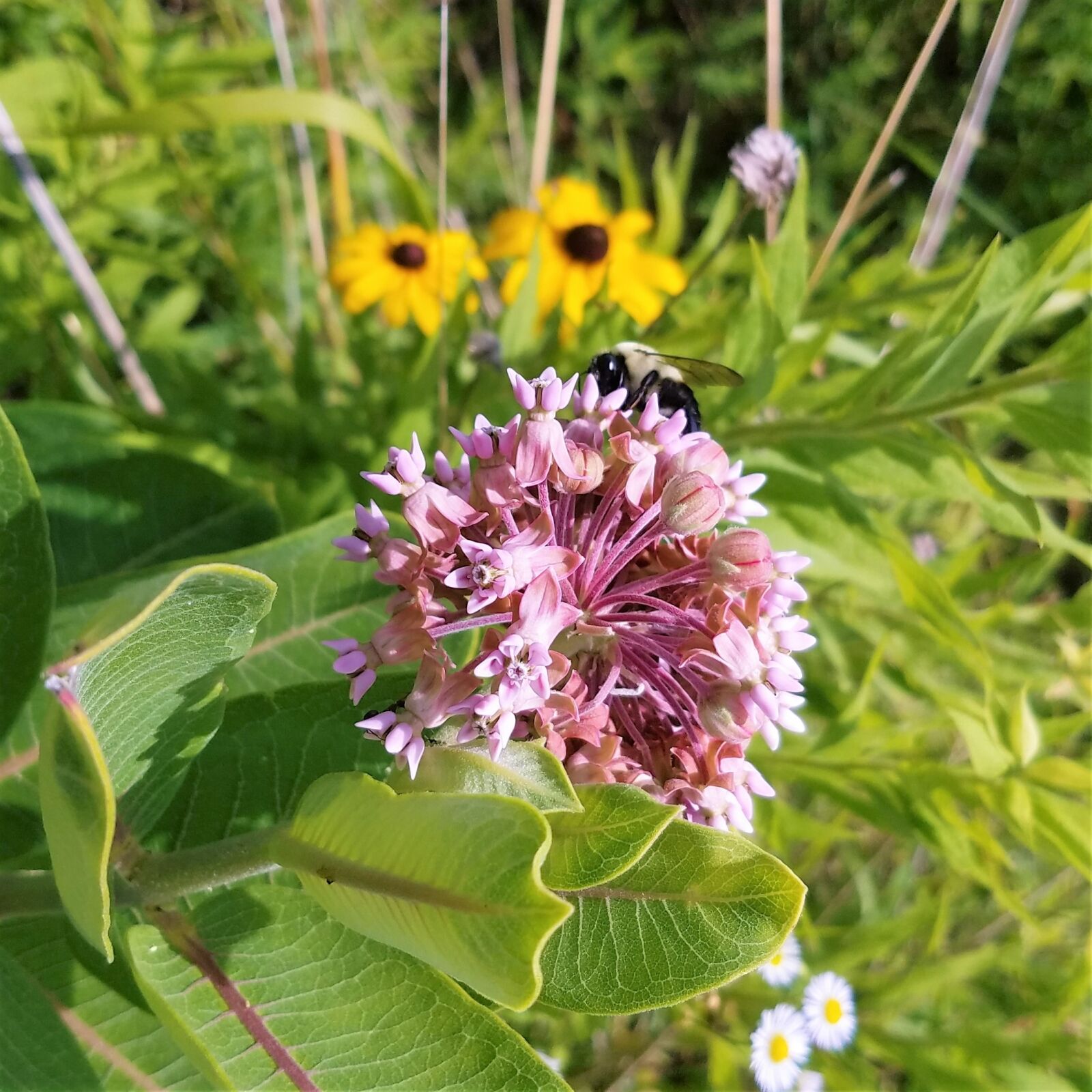 Samsung Galaxy S7 sample photo. Wild flowers, bee, insects photography