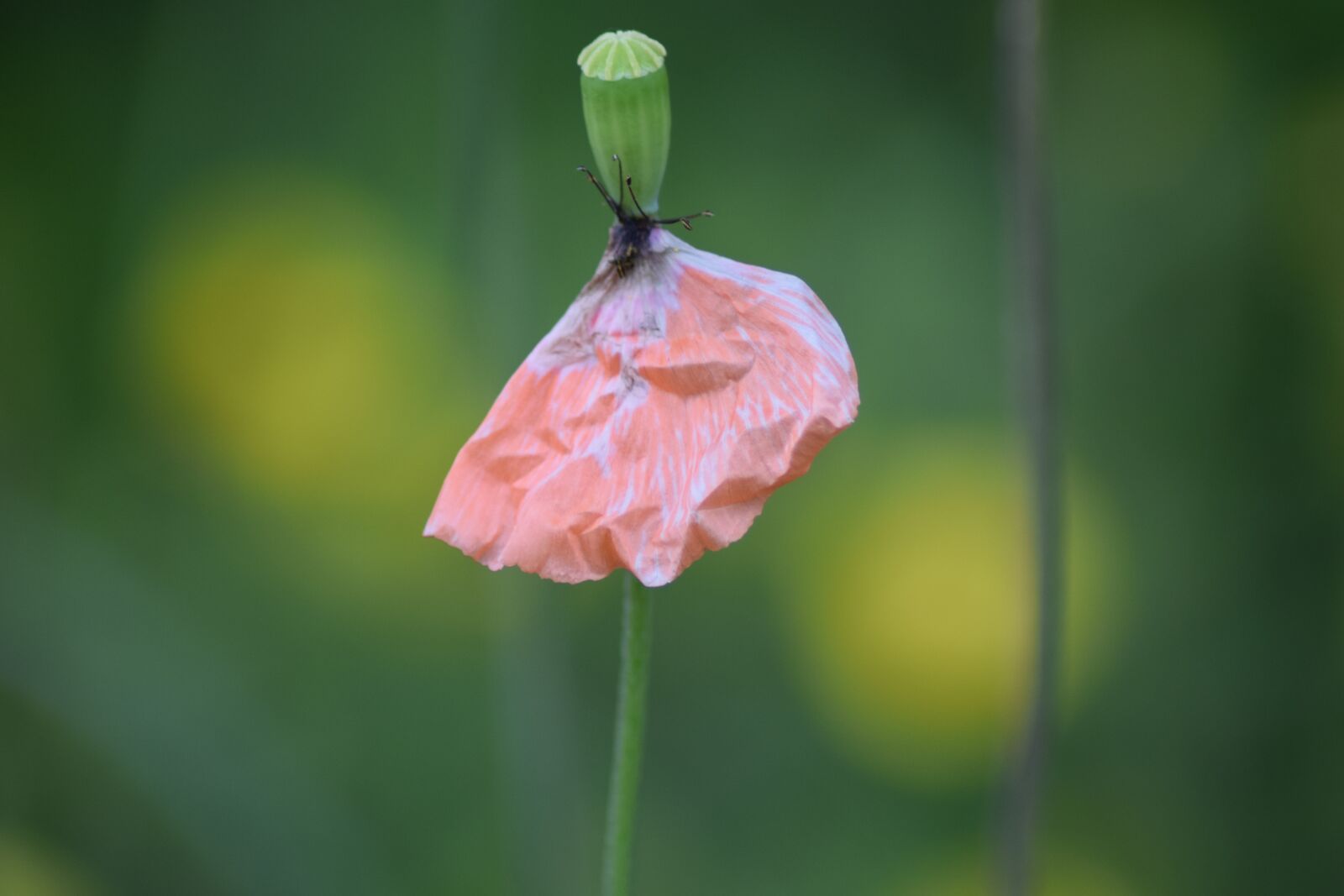 Nikon D3300 sample photo. Flowers, summer, nature photography