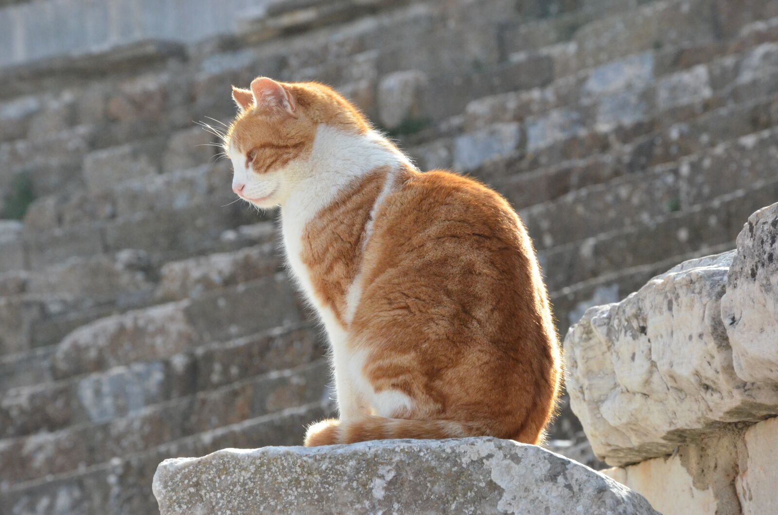 Nikon D7000 sample photo. Cat, cats, the ruins photography