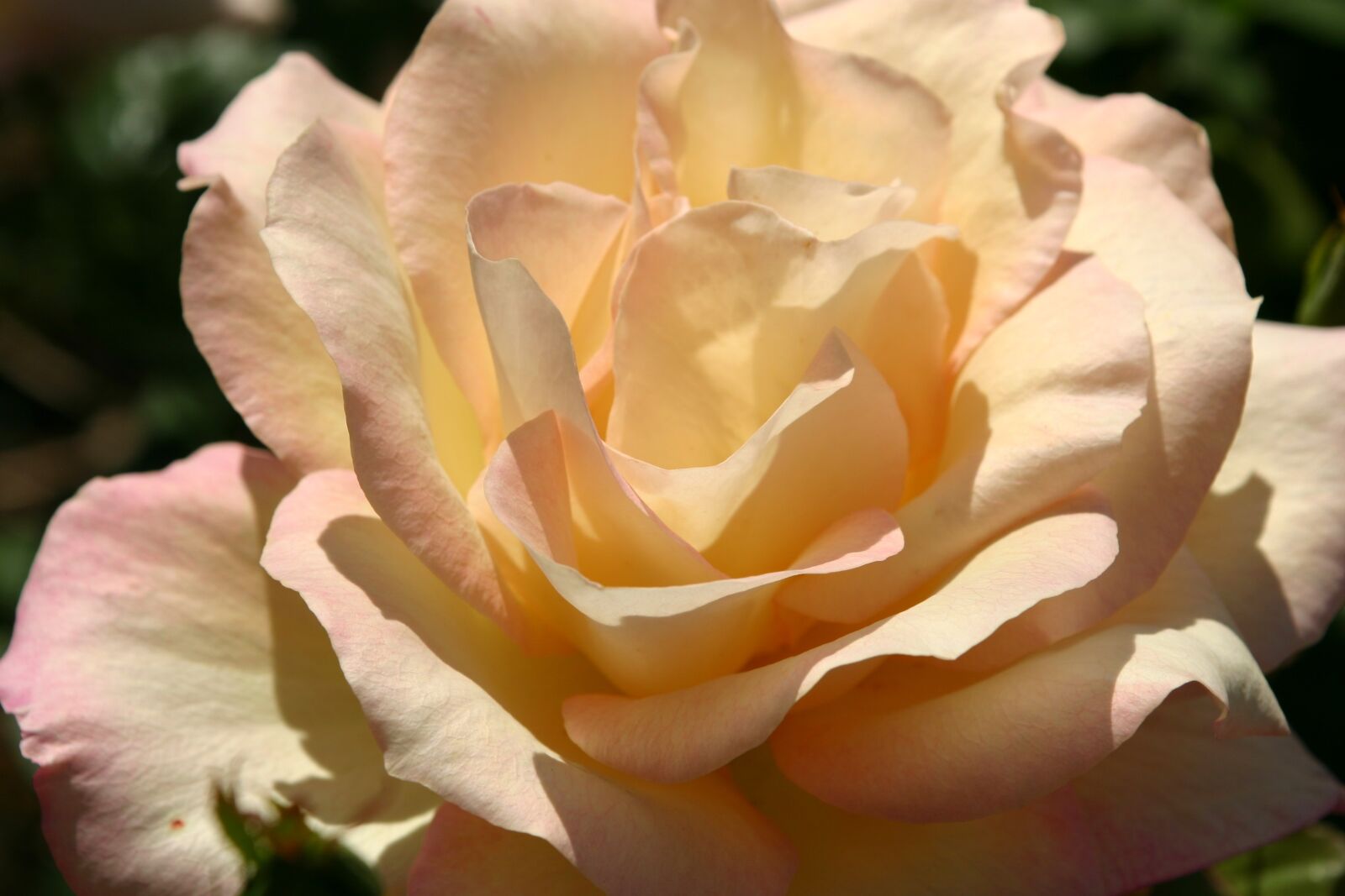 Canon EOS 300D (EOS Digital Rebel / EOS Kiss Digital) sample photo. Rose, bloom, closeup photography