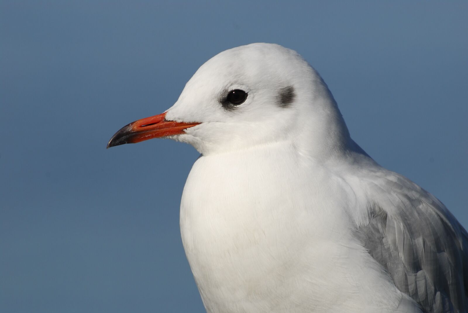 Nikon D200 sample photo. Birds, nature, bird photography