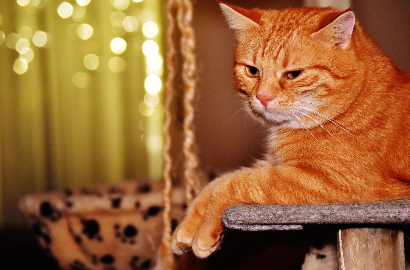 Nikon D7200 sample photo. Cat, red, funny photography