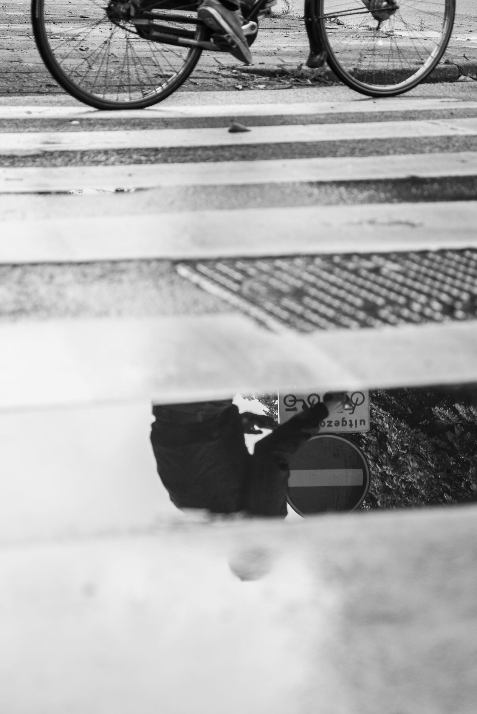 Nikon D600 sample photo. Street, wet, zebra photography