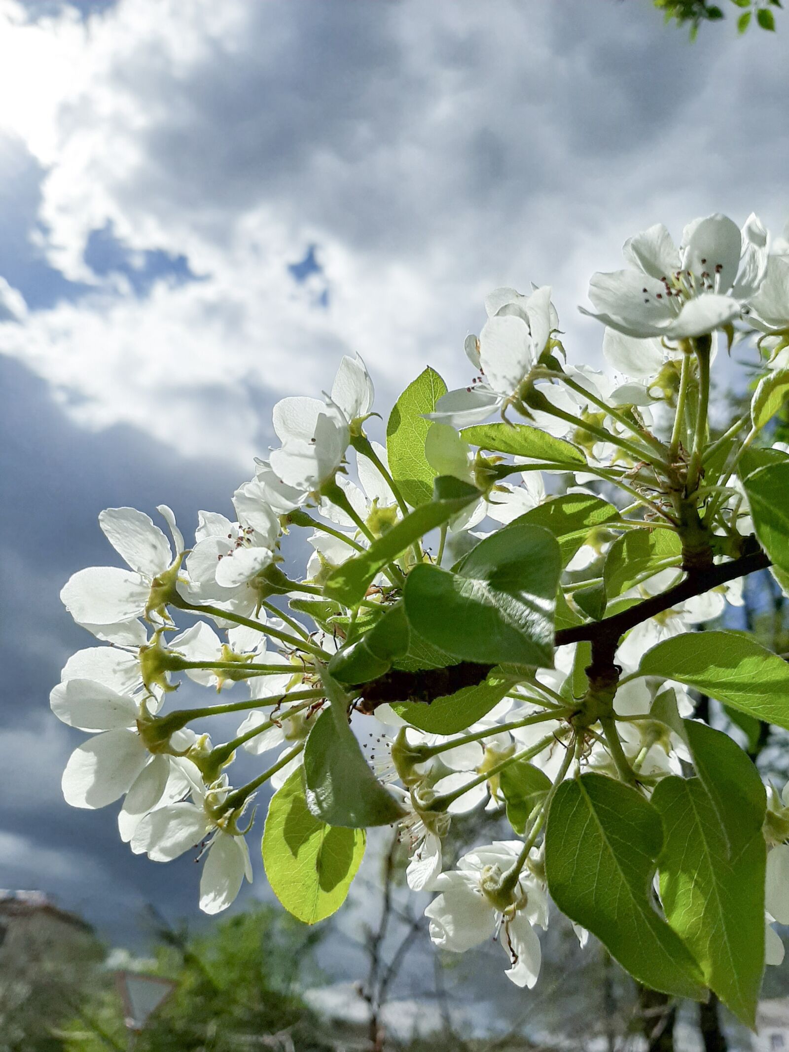 Samsung Galaxy A50 sample photo. Flowers, sky, nature photography