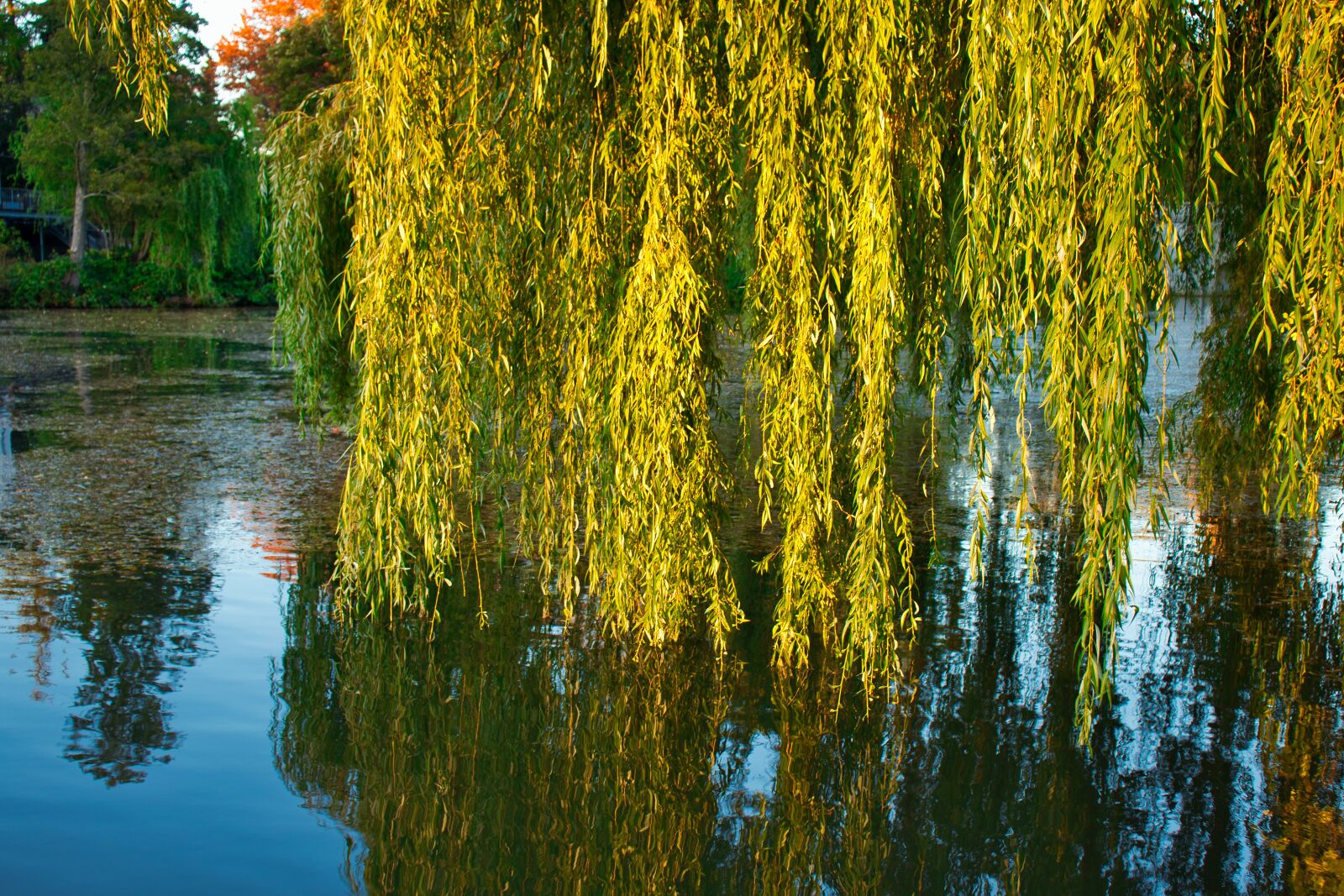 Canon EOS 200D (EOS Rebel SL2 / EOS Kiss X9) sample photo. Weeping willow, water, alster photography