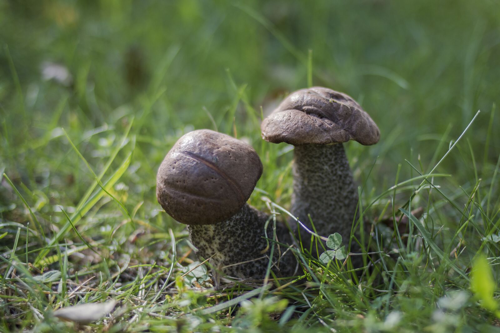Canon EOS 70D + Canon EF 35mm F2 sample photo. Mushroom, grass, green photography