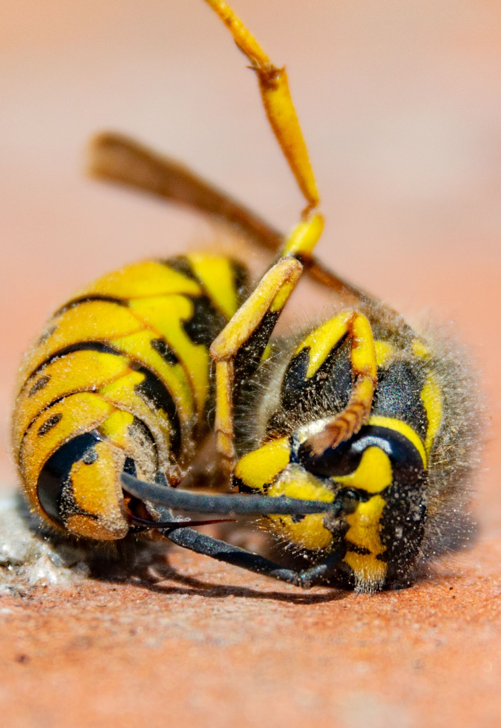 Nikon D3300 sample photo. Animal, wasp, nature photography