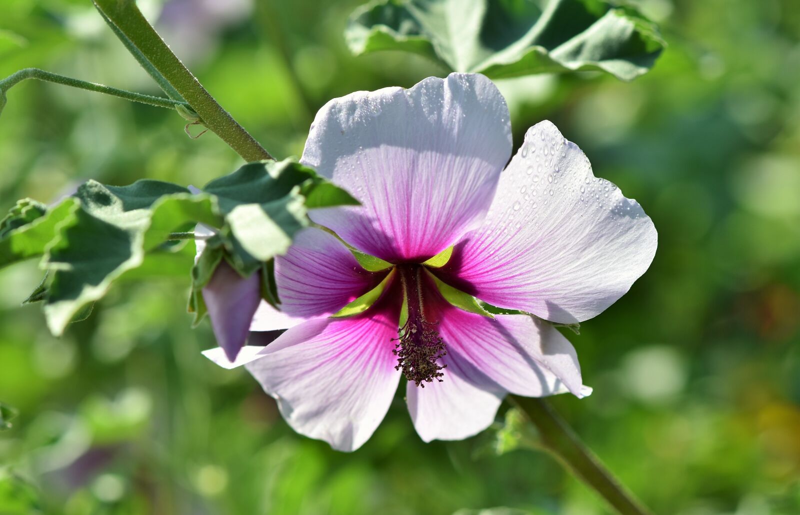 Nikon D7200 sample photo. Shrub poplar, shrub mallow photography