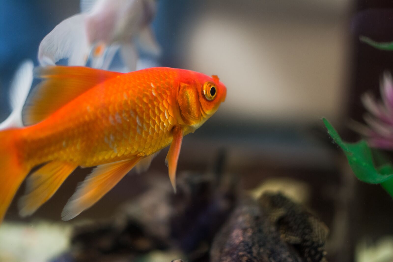 Nikon D7100 sample photo. Fish, aquarium, underwater photography
