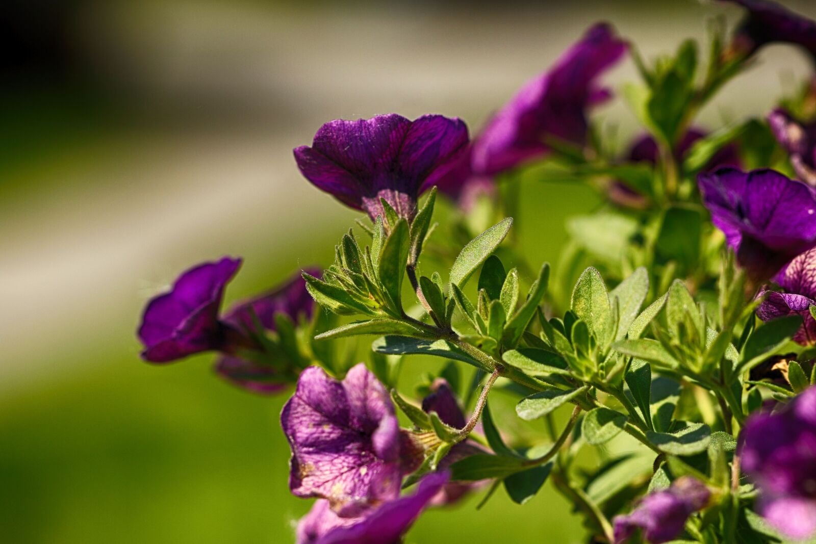 Canon EOS 7D Mark II sample photo. Flower, garden, summer flower photography