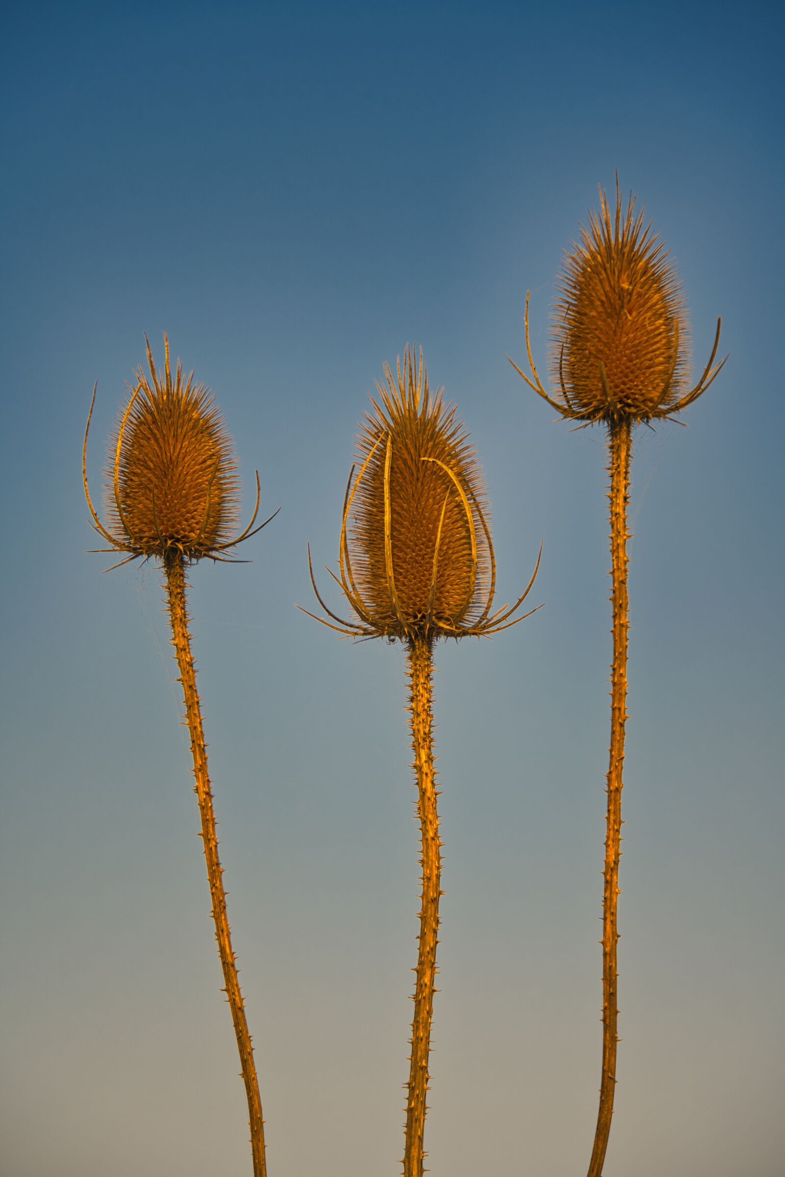 Sony a6400 sample photo. Kardengewaechs, geissblattgewaechs, wild teasel photography