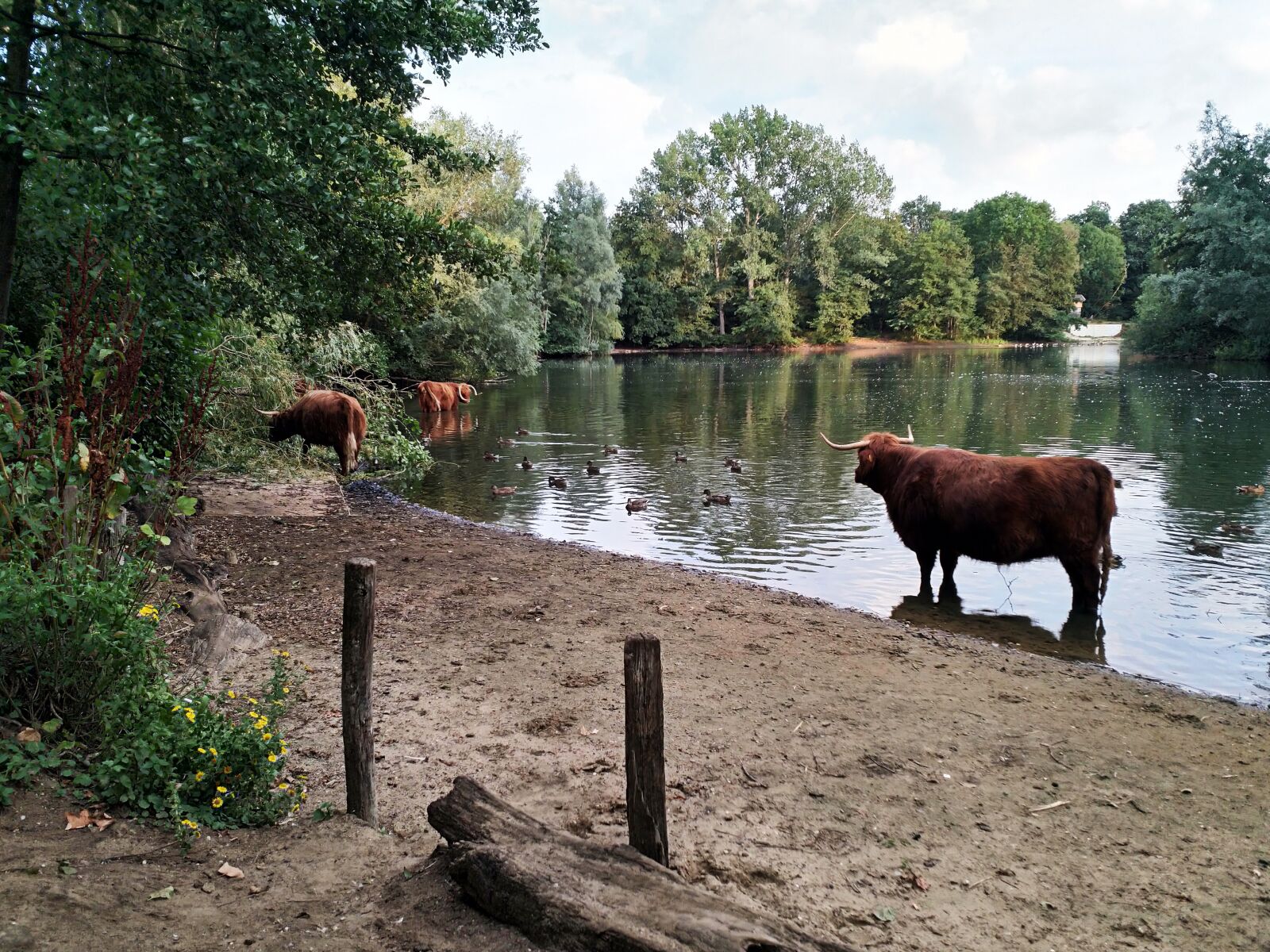 HMD Global Nokia 8 sample photo. Cow, scottish highlands cow photography