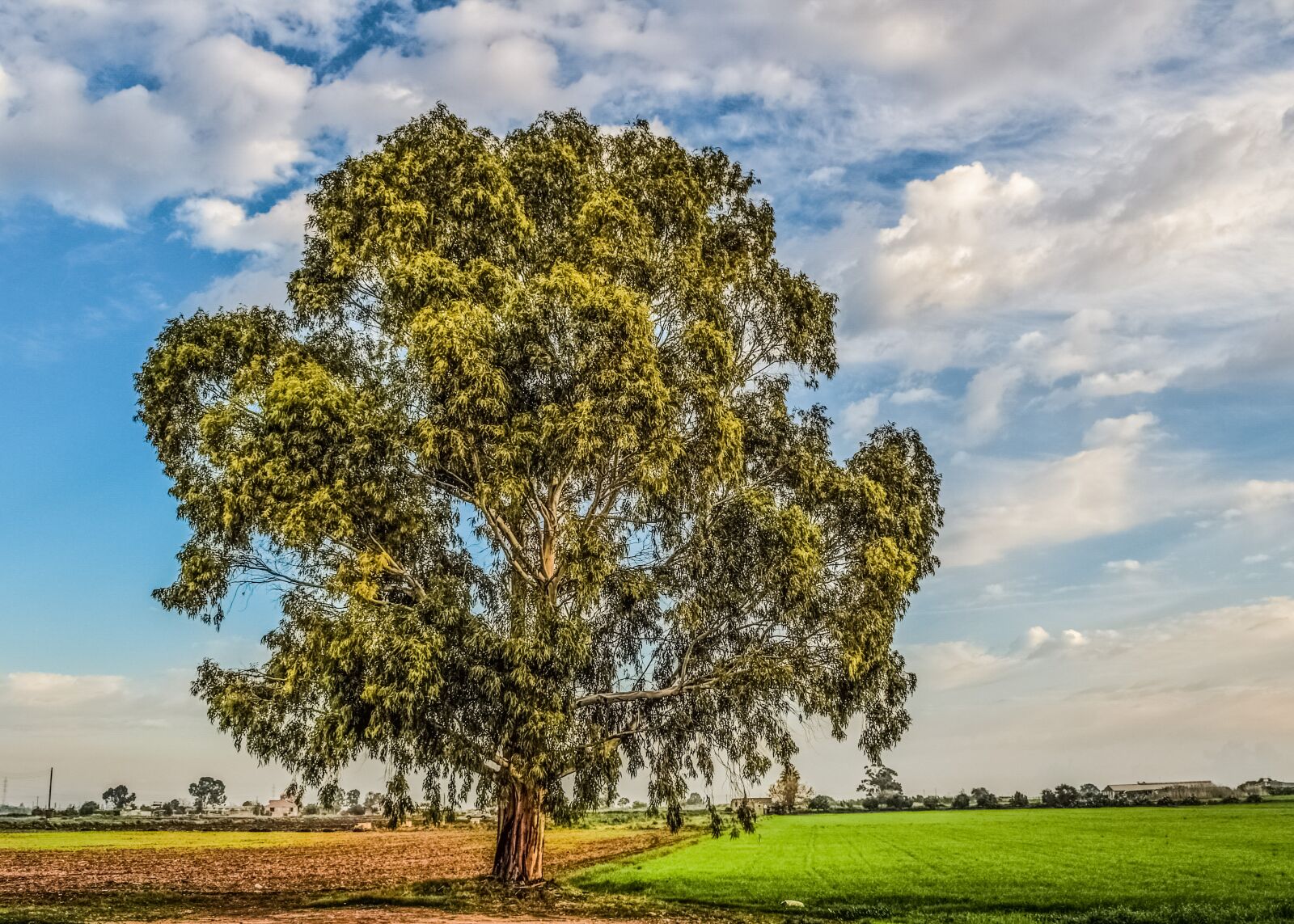 Nikon D3300 sample photo. Tree, fields, sky photography